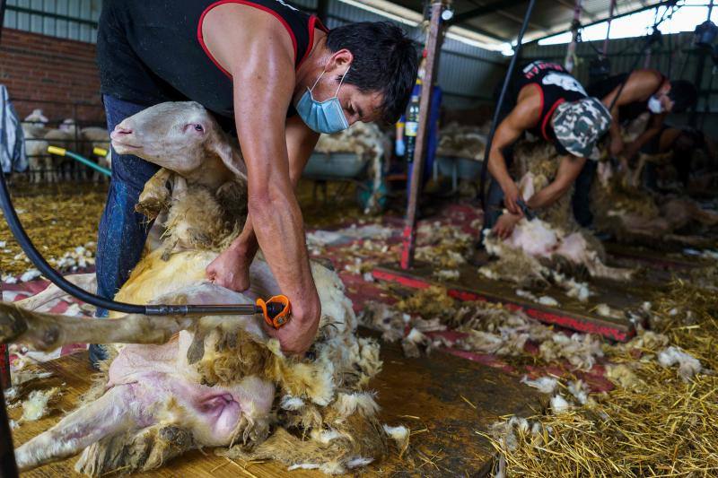 La pandemia del coronavirus no ha conseguido frenar a los 258 esquiladores de ovejas uruguayos que llegaron a España en avión esta semana. Los esquiladores tuvieron que someterse a varios chequeos en Uruguay y antes de comenzar a trabajar en España, donde permanecerán hasta el 20 de julio. En las imágenes, varios uruguayos esquilan las ovejas de una granja de Villabraz, en la provincia de León. 