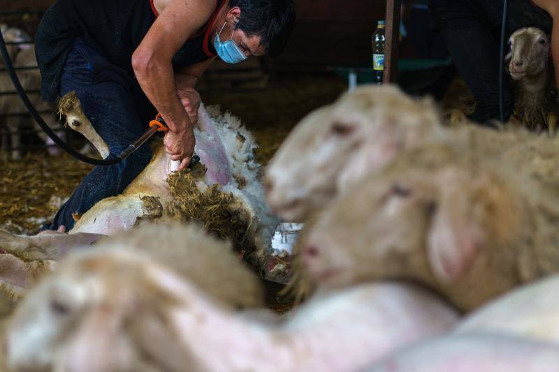 La pandemia del coronavirus no ha conseguido frenar a los 258 esquiladores de ovejas uruguayos que llegaron a España en avión esta semana. Los esquiladores tuvieron que someterse a varios chequeos en Uruguay y antes de comenzar a trabajar en España, donde permanecerán hasta el 20 de julio. En las imágenes, varios uruguayos esquilan las ovejas de una granja de Villabraz, en la provincia de León. 