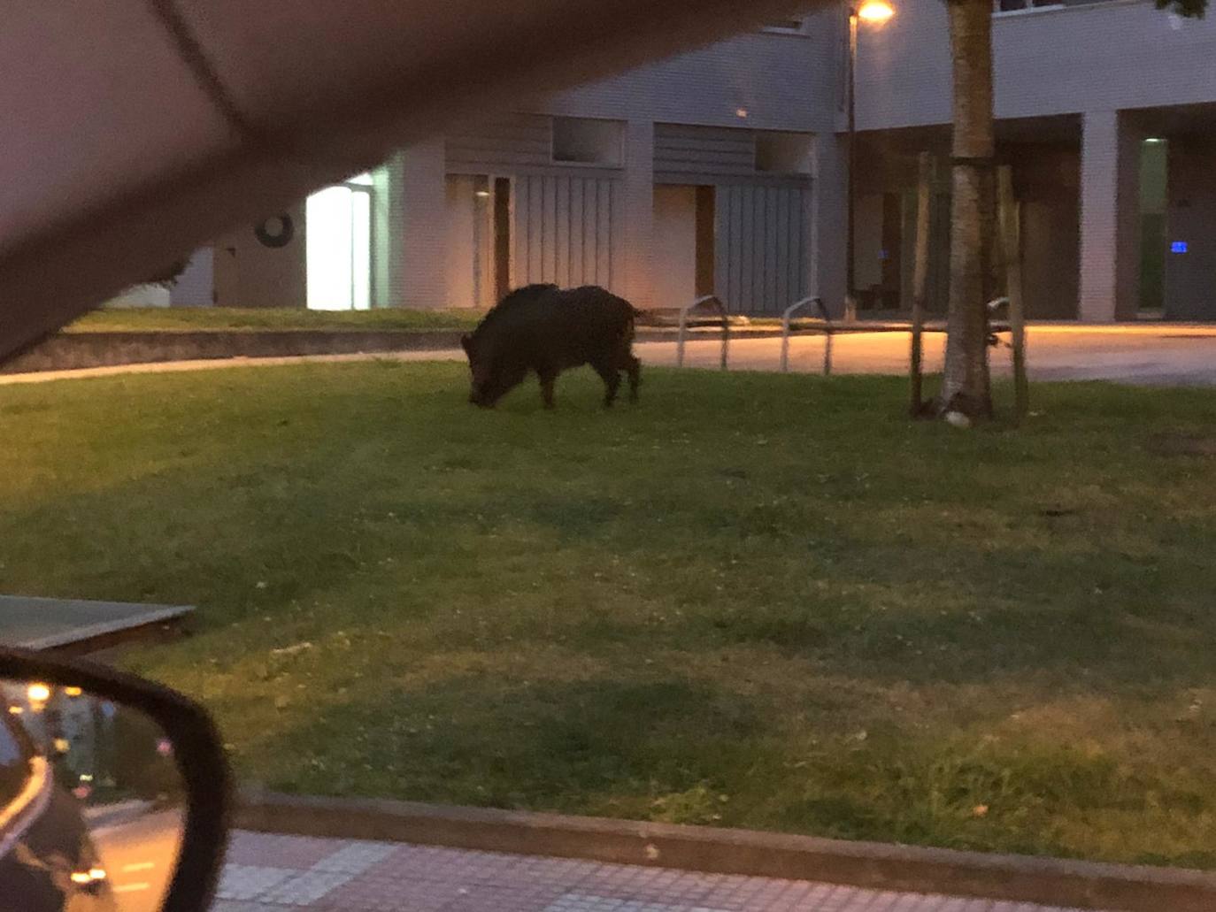 El animal no se mostraba asustado por la presencia humana