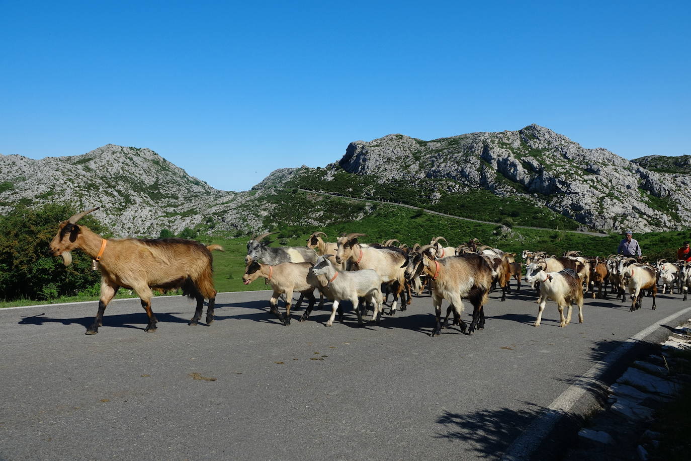 El 1 de junio es la fecha que cada año se toma como referencia en la apertura de pastos para el ganado menor