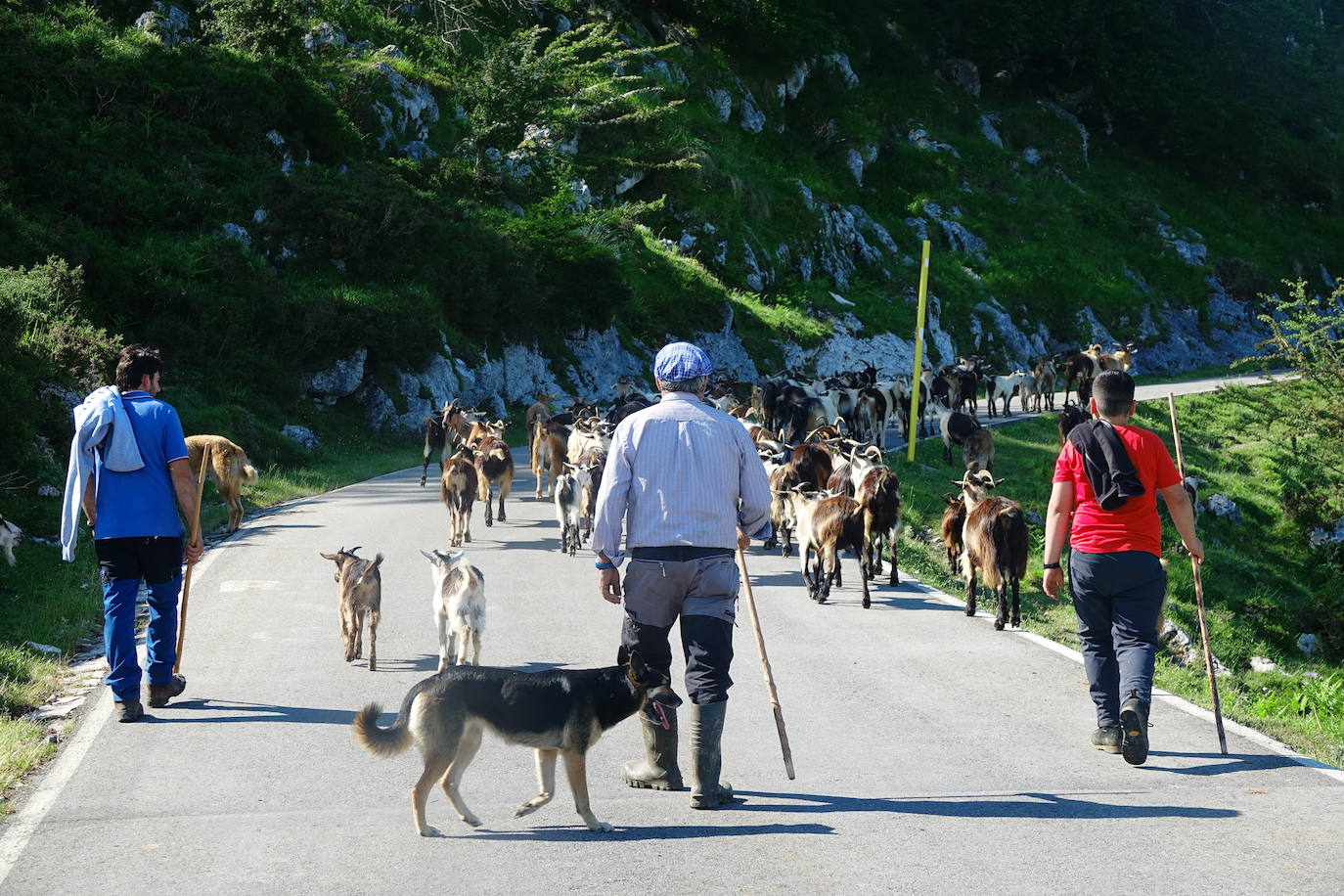 El 1 de junio es la fecha que cada año se toma como referencia en la apertura de pastos para el ganado menor
