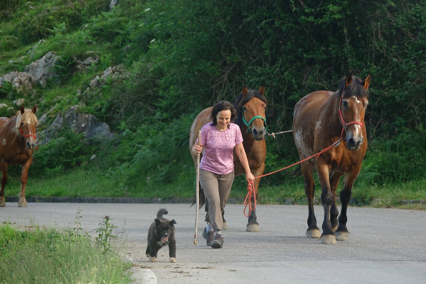 El 1 de junio es la fecha que cada año se toma como referencia en la apertura de pastos para el ganado menor
