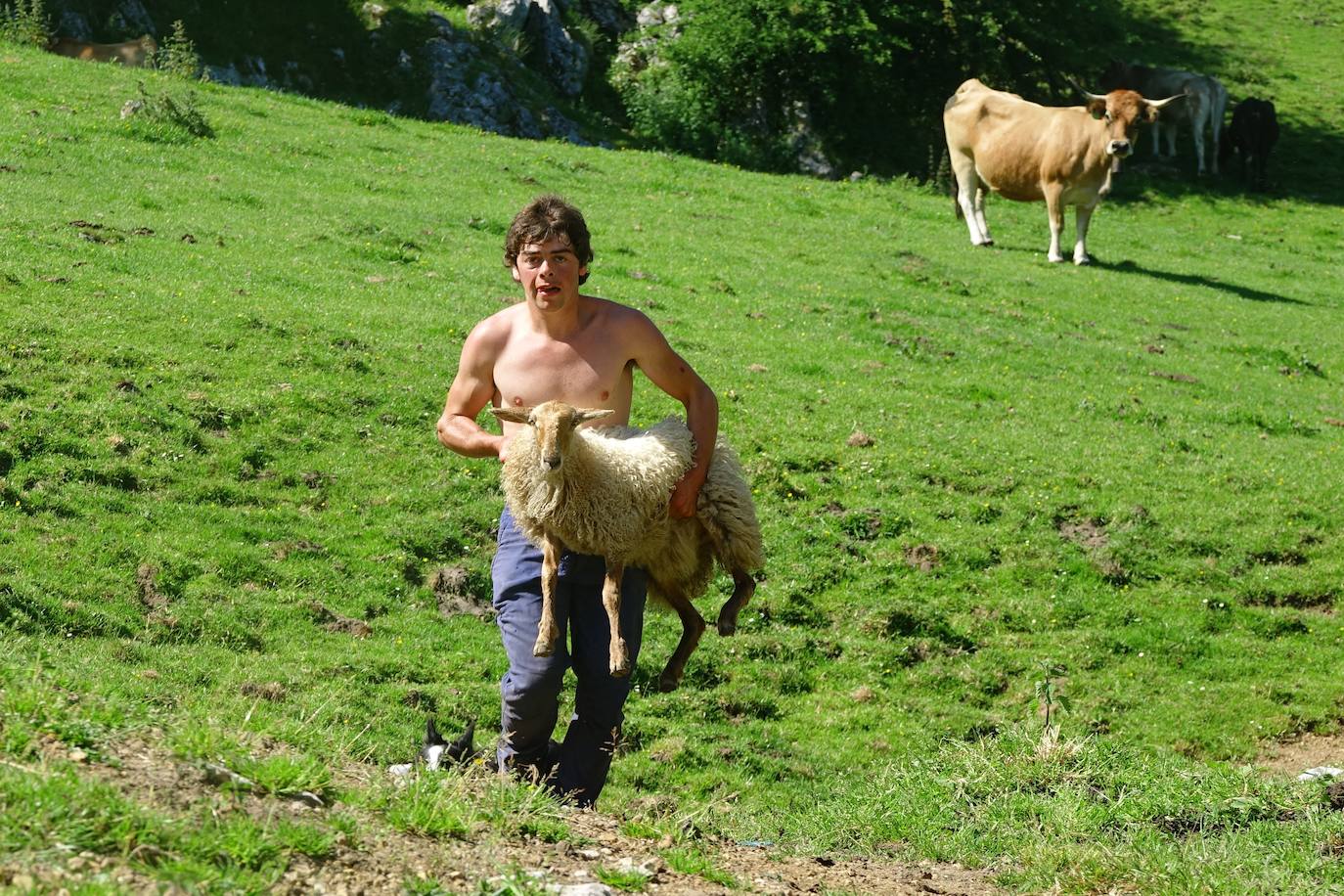 El 1 de junio es la fecha que cada año se toma como referencia en la apertura de pastos para el ganado menor