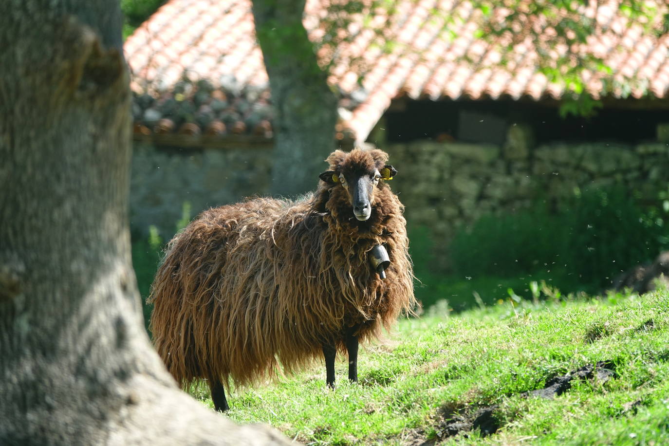 El 1 de junio es la fecha que cada año se toma como referencia en la apertura de pastos para el ganado menor