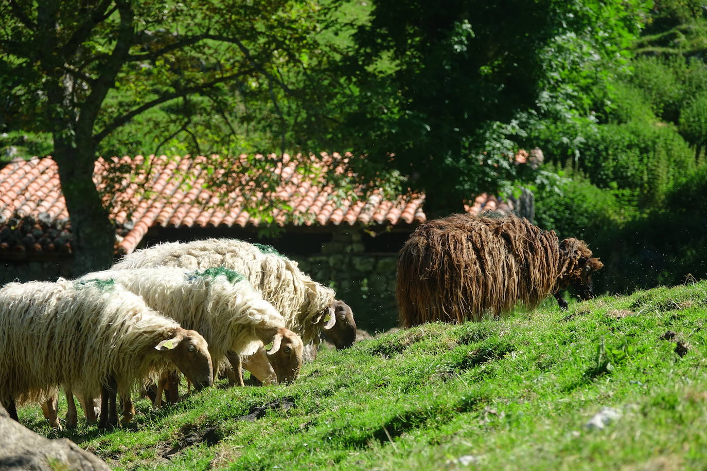 El 1 de junio es la fecha que cada año se toma como referencia en la apertura de pastos para el ganado menor
