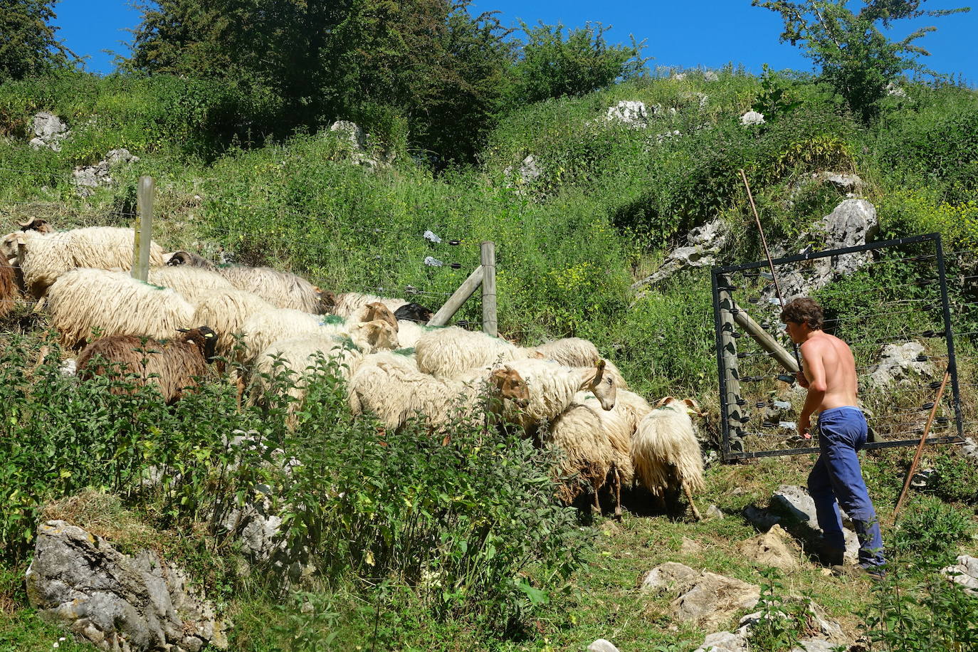 El 1 de junio es la fecha que cada año se toma como referencia en la apertura de pastos para el ganado menor