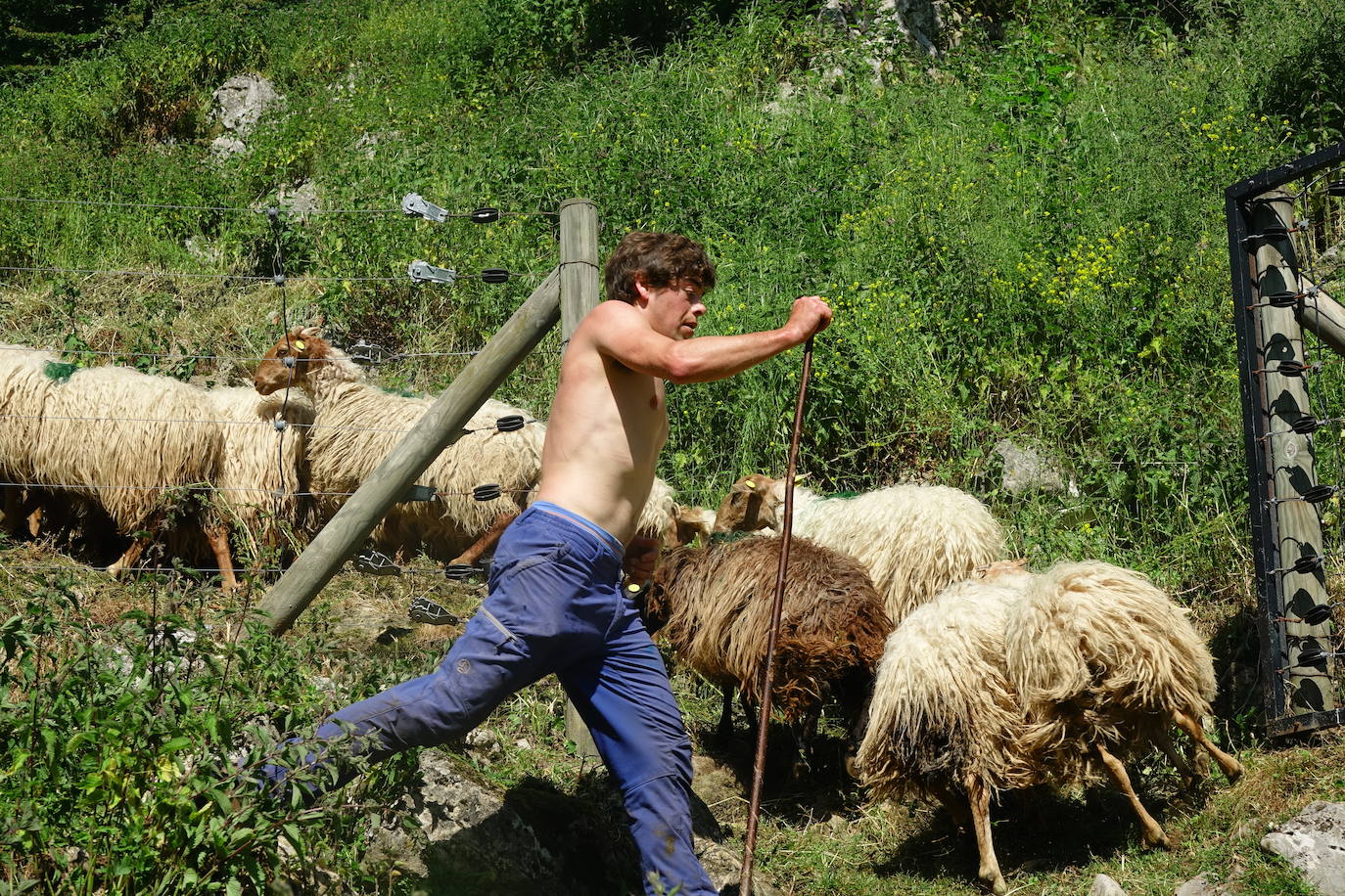 El 1 de junio es la fecha que cada año se toma como referencia en la apertura de pastos para el ganado menor