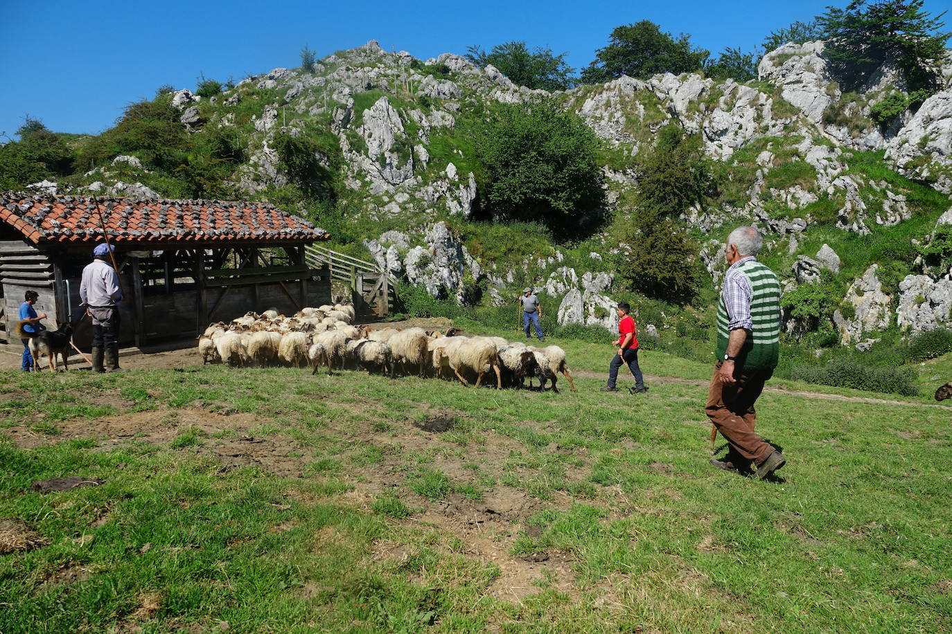 El 1 de junio es la fecha que cada año se toma como referencia en la apertura de pastos para el ganado menor