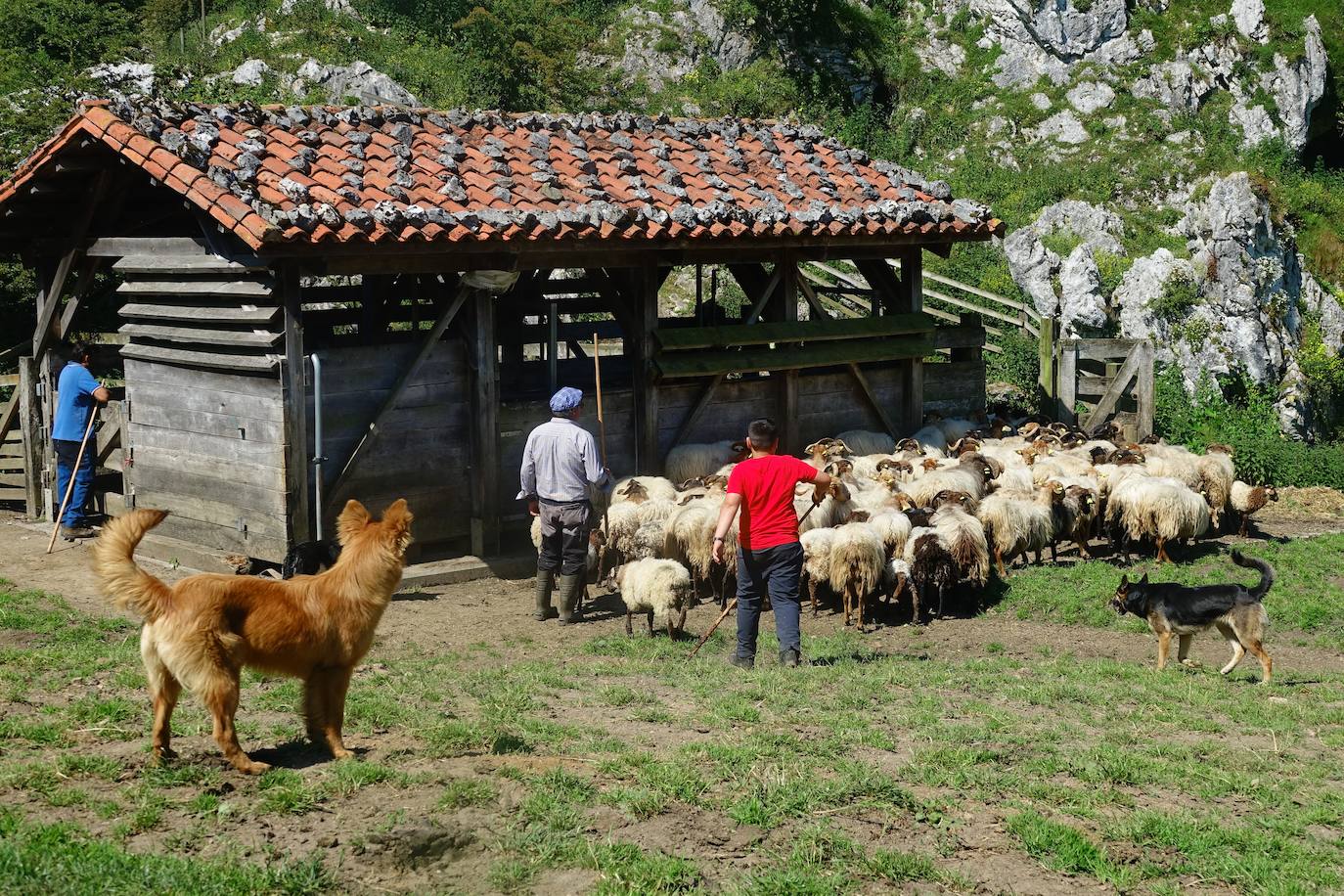 El 1 de junio es la fecha que cada año se toma como referencia en la apertura de pastos para el ganado menor