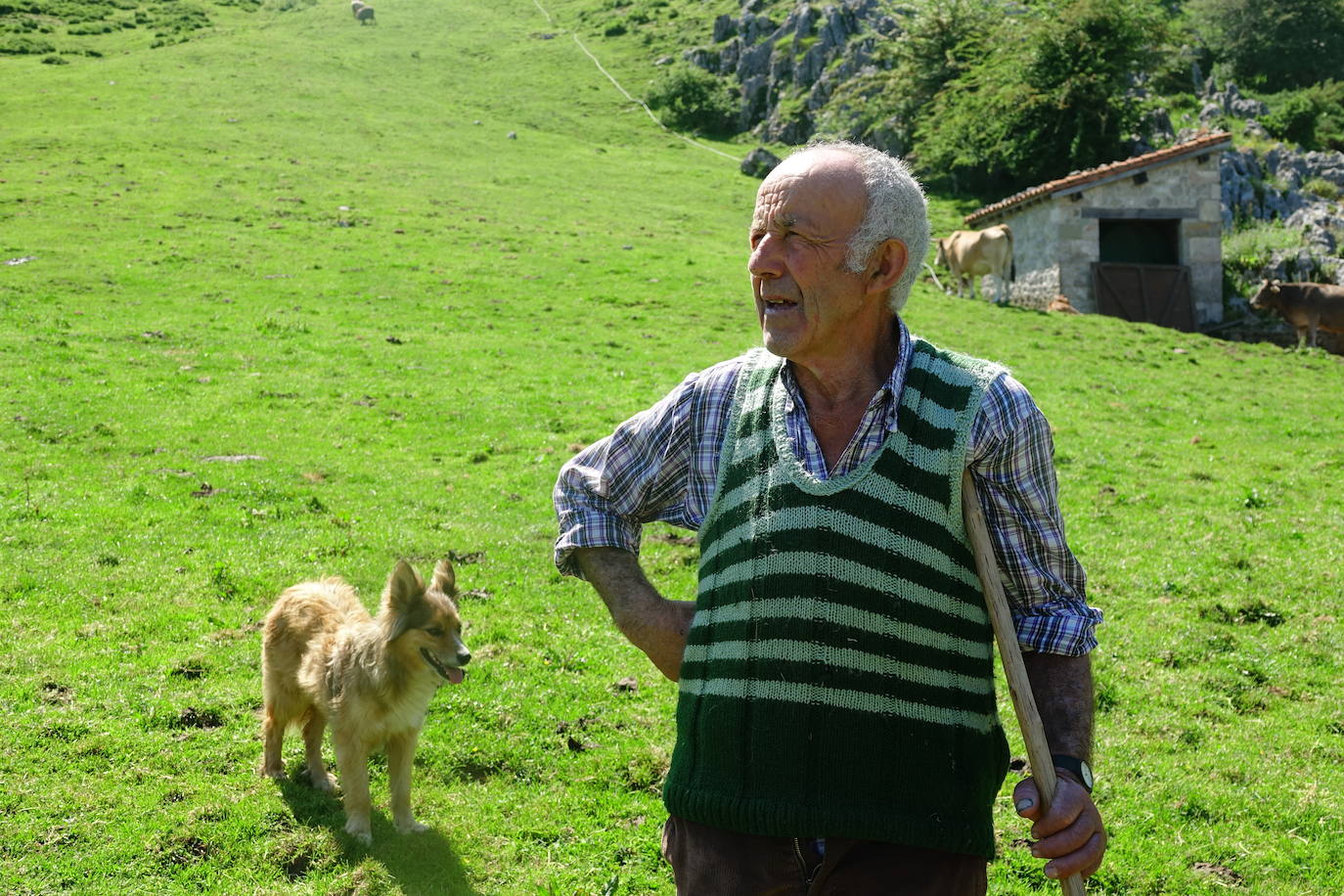 El 1 de junio es la fecha que cada año se toma como referencia en la apertura de pastos para el ganado menor