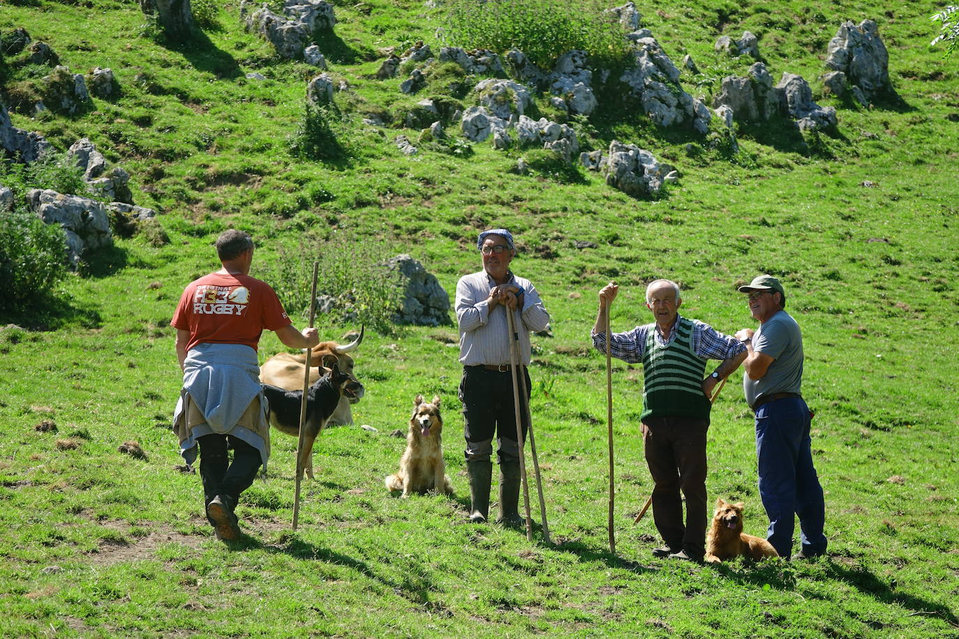 El 1 de junio es la fecha que cada año se toma como referencia en la apertura de pastos para el ganado menor
