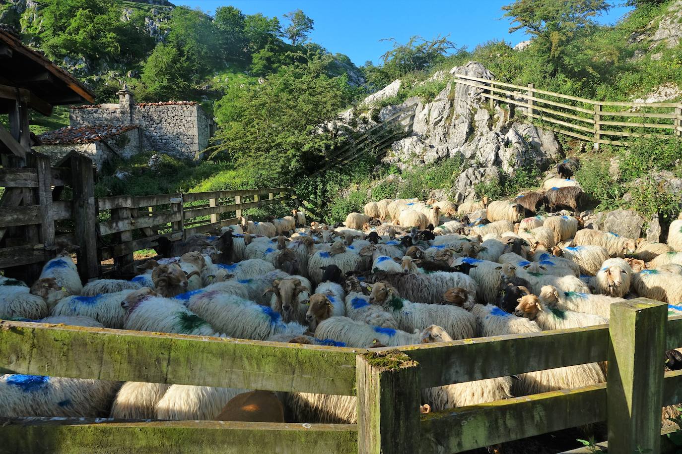El 1 de junio es la fecha que cada año se toma como referencia en la apertura de pastos para el ganado menor