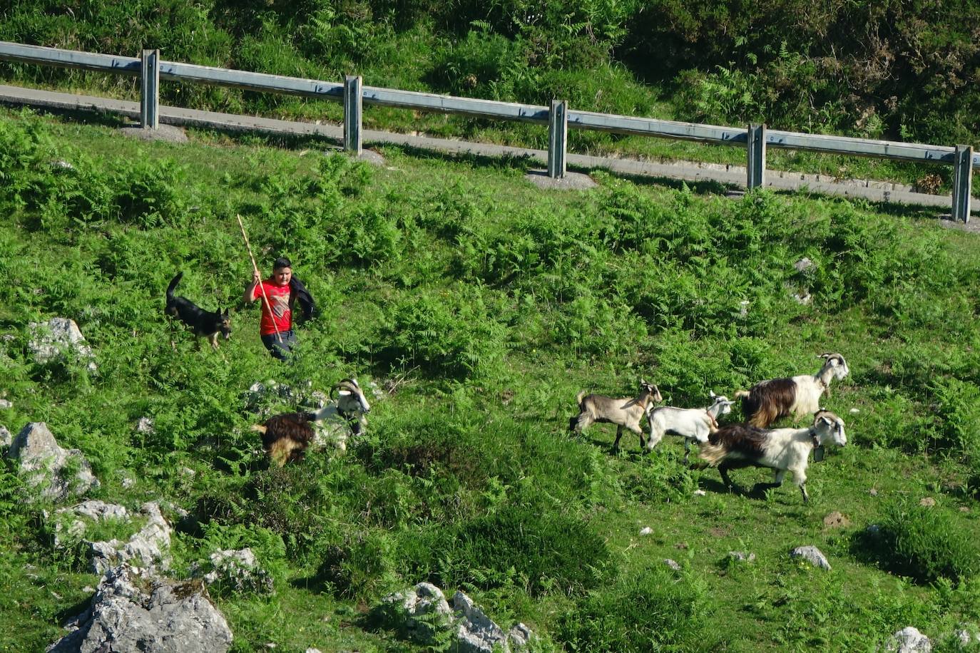 El 1 de junio es la fecha que cada año se toma como referencia en la apertura de pastos para el ganado menor