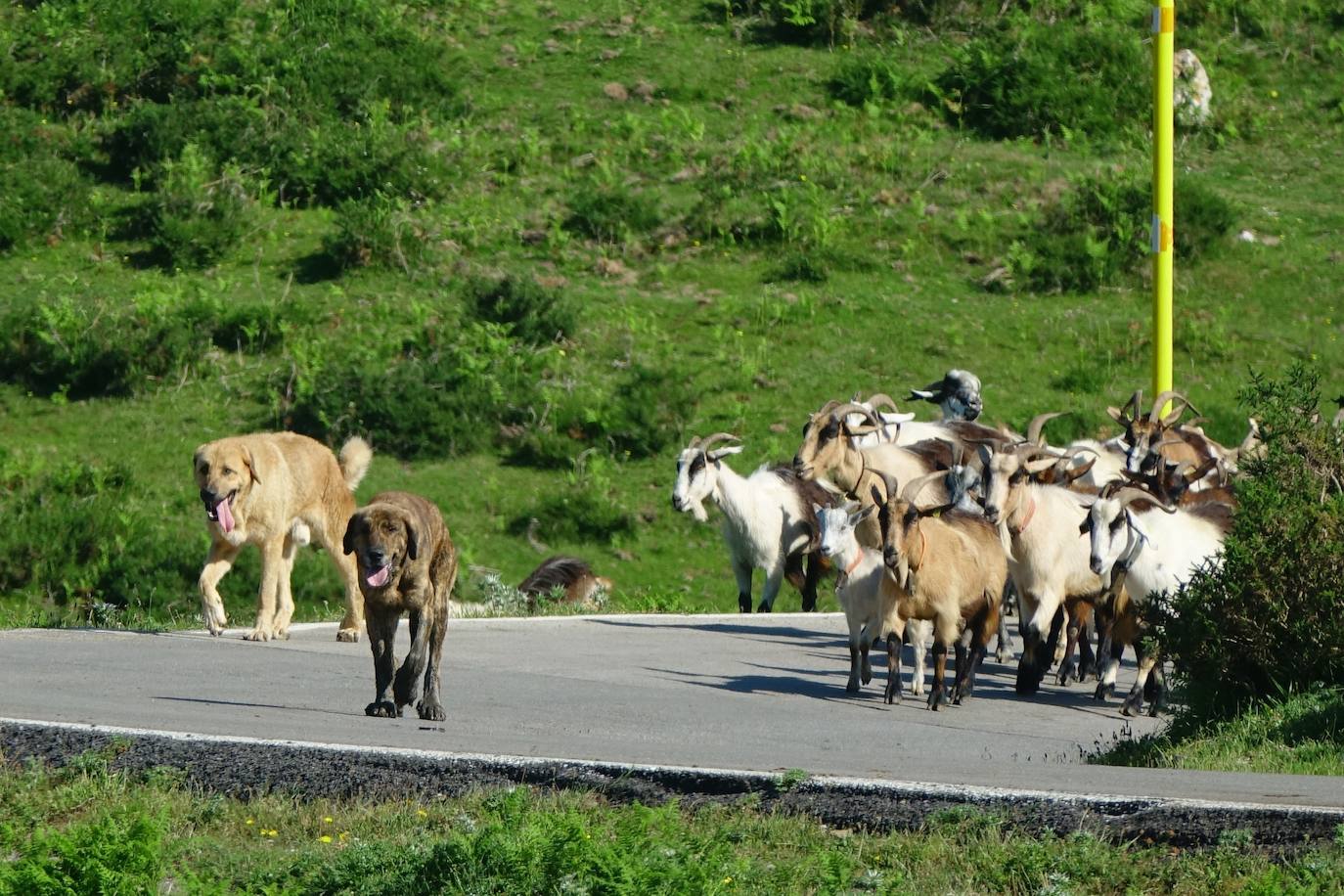 El 1 de junio es la fecha que cada año se toma como referencia en la apertura de pastos para el ganado menor