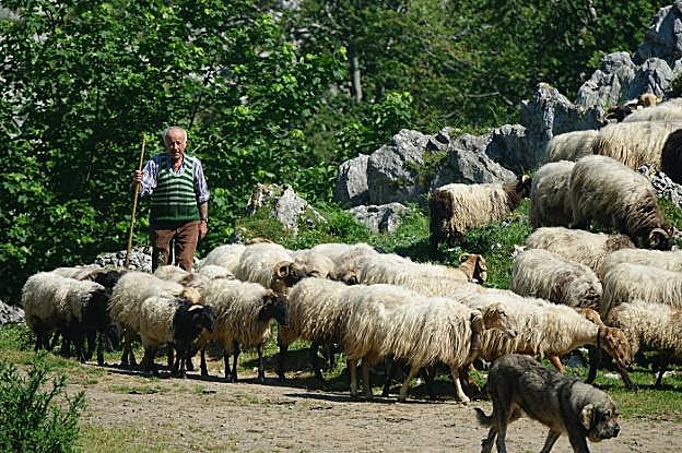 Antonio Fernández a su llegada a Gumartini con las ovejas. 