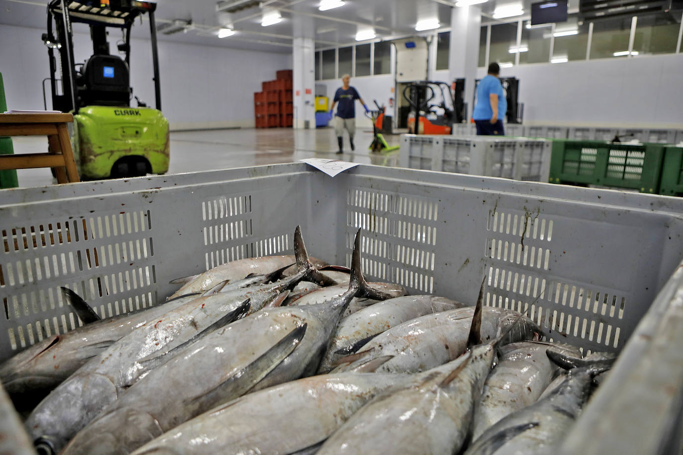 La temporada se estrenó con la venta a 14.03 euros el kilo en la primera tina de bonito grande, 119 kilos que se llevó Pescados El Kiku, de Tazones. El resto, mas de 8.800 kilos, lo compró Alimerka a 12.96 euros. 