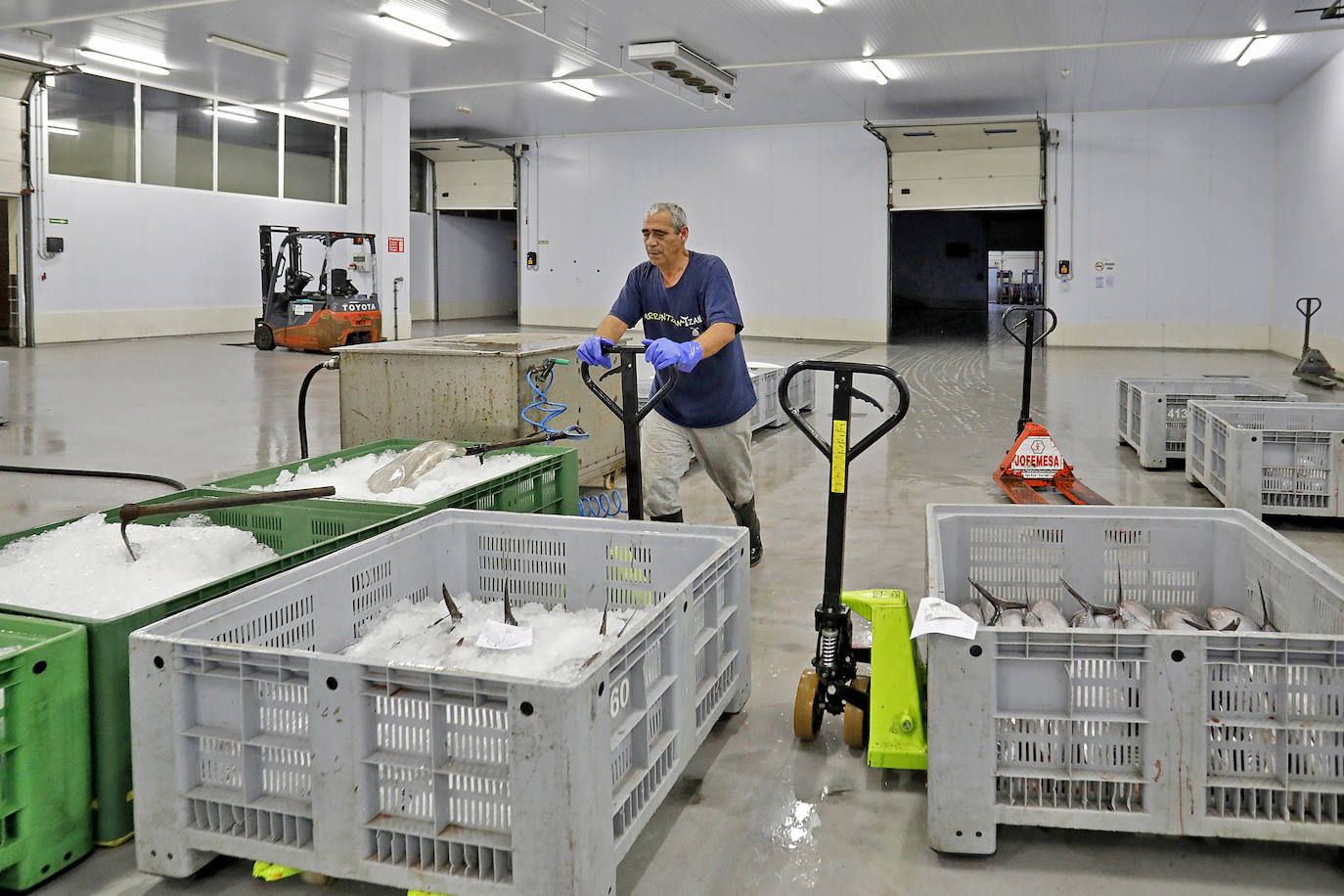 La temporada se estrenó con la venta a 14.03 euros el kilo en la primera tina de bonito grande, 119 kilos que se llevó Pescados El Kiku, de Tazones. El resto, mas de 8.800 kilos, lo compró Alimerka a 12.96 euros. 