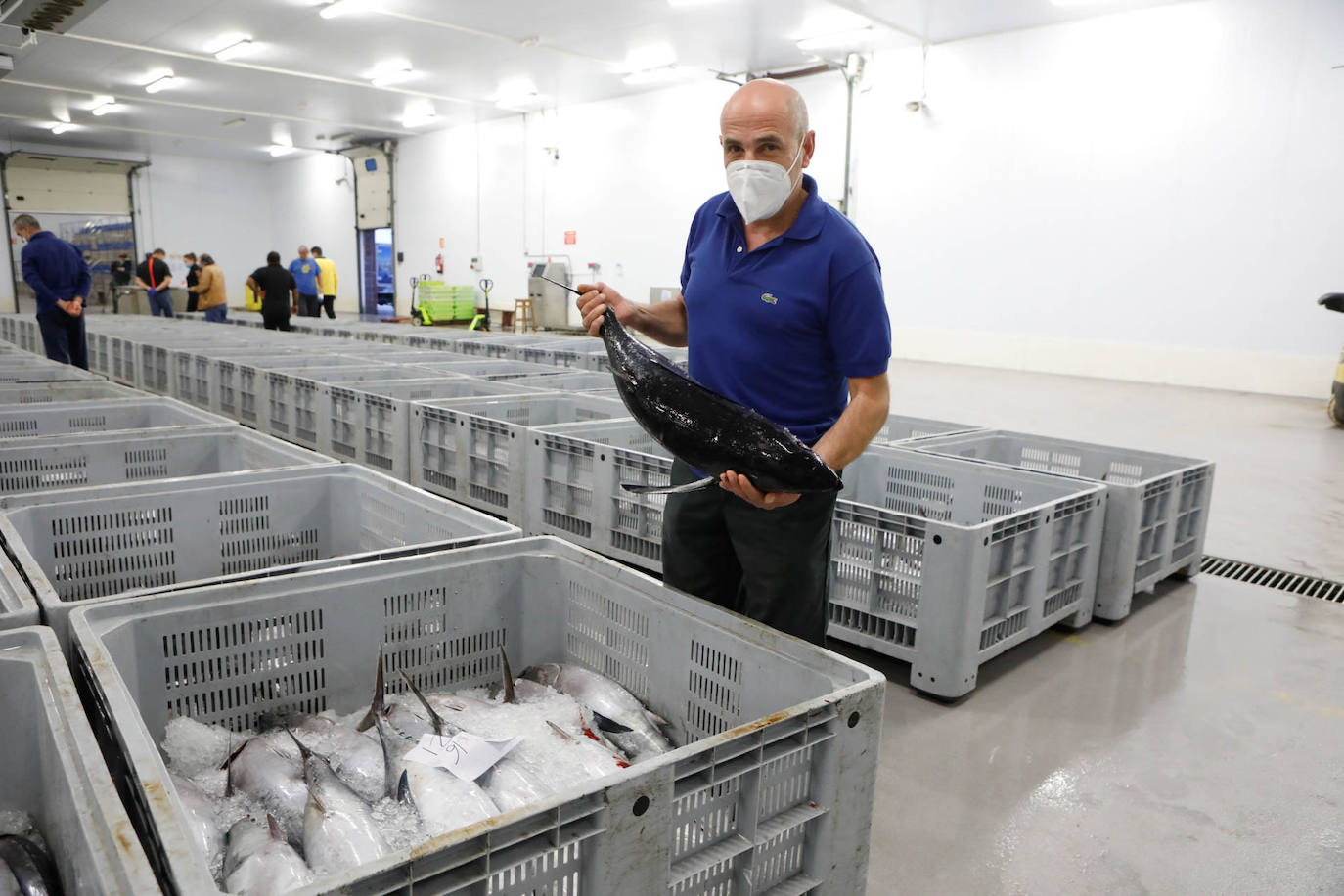 La temporada se estrenó con la venta a 14.03 euros el kilo en la primera tina de bonito grande, 119 kilos que se llevó Pescados El Kiku, de Tazones. El resto, mas de 8.800 kilos, lo compró Alimerka a 12.96 euros. 