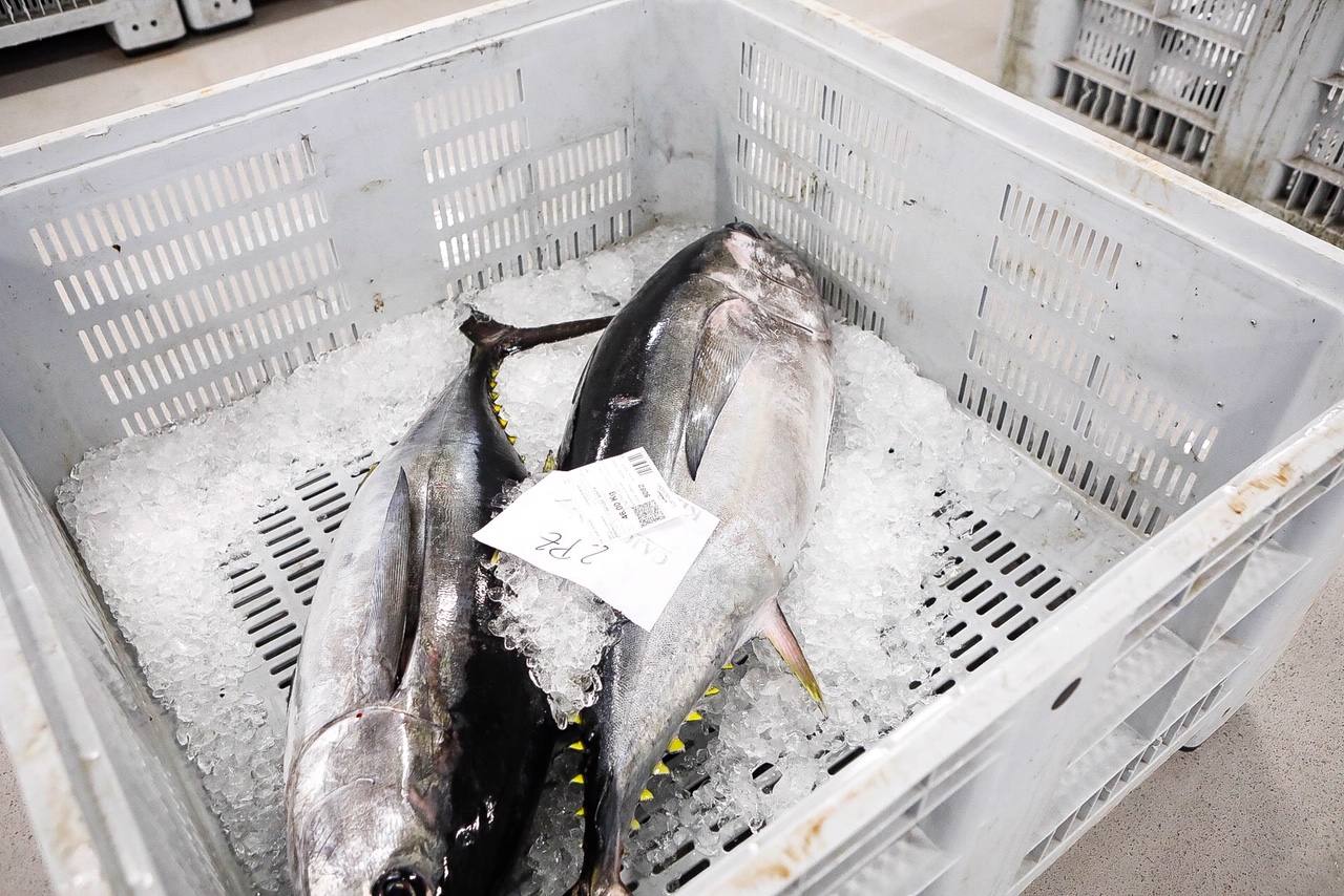 La temporada se estrenó con la venta a 14.03 euros el kilo en la primera tina de bonito grande, 119 kilos que se llevó Pescados El Kiku, de Tazones. El resto, mas de 8.800 kilos, lo compró Alimerka a 12.96 euros. 