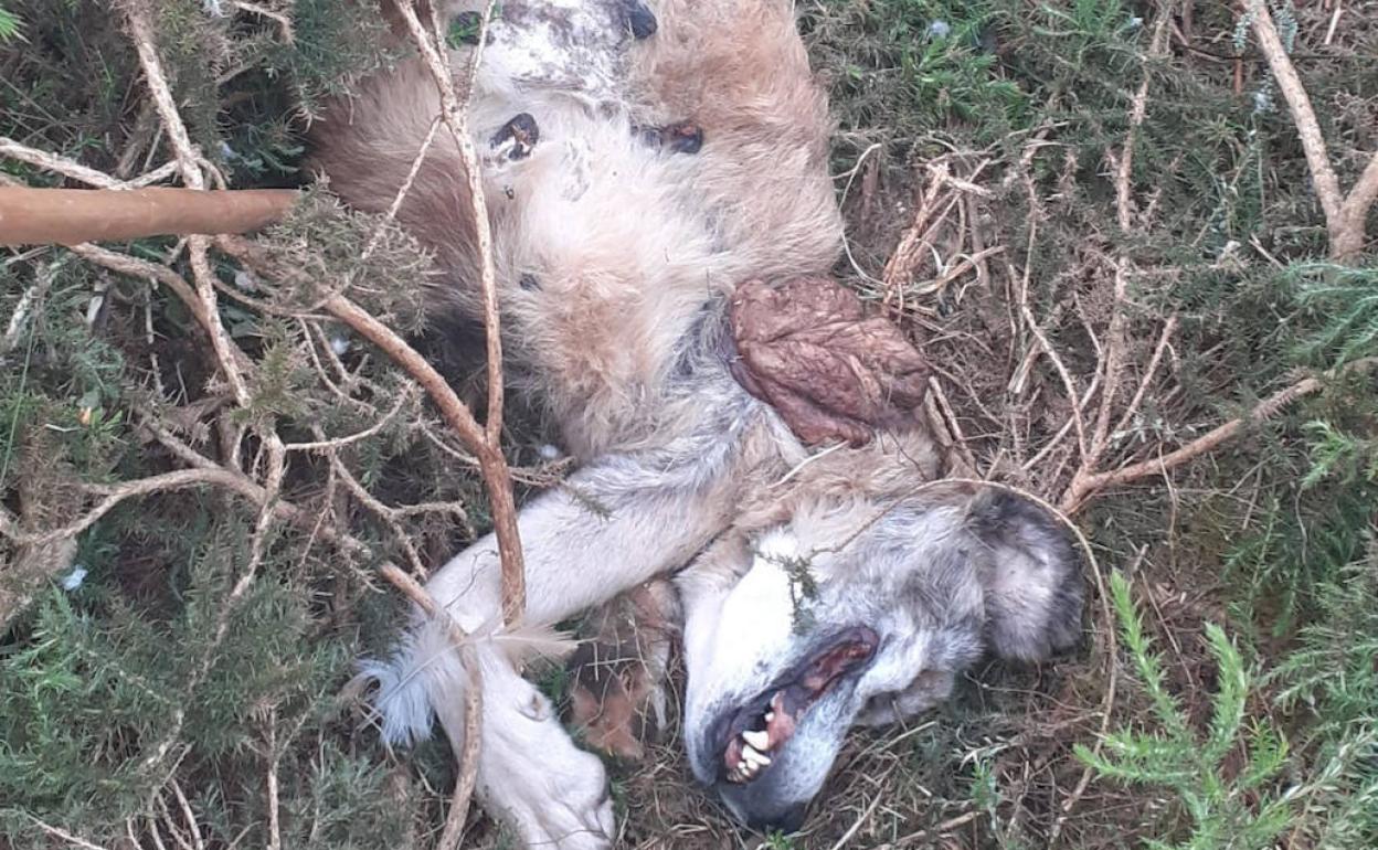 El mastín fallecido.