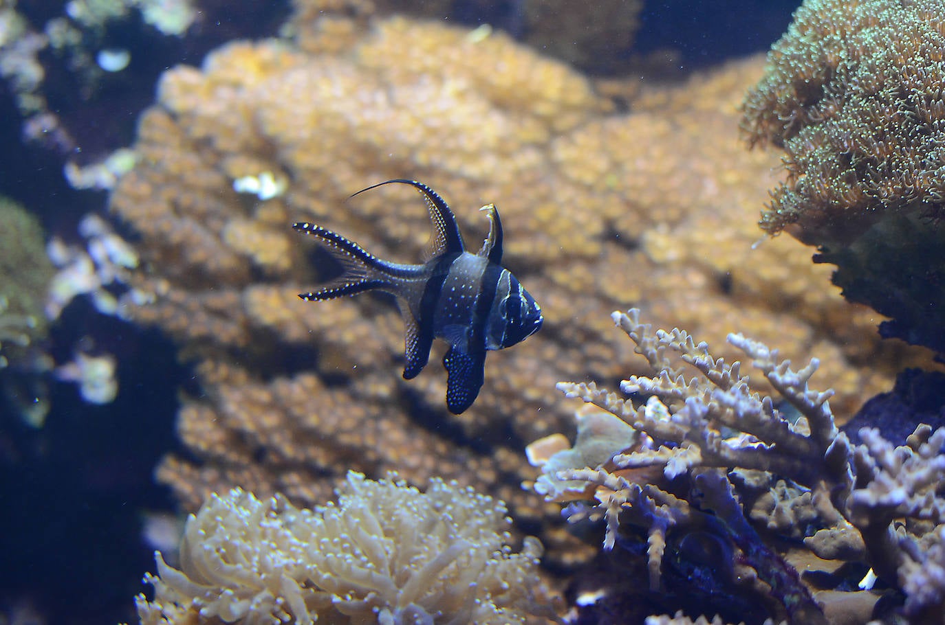 Ya han pasado 14 años de aquel 9 de junio en el que el Acuario de Gijón abrió sus puertas por primera vez. Desde entonces se ha convertido en uno de los puntos turísticos preferidos para pequeños y mayores en el que se puede observar la vida subacuática y disfrutar de su biodiversidad, con las más de 400 especies que alberga el centro. Además, a lo largo de estos años, el Acuario de Gijón también ha trabajado para divulgar investigaciones y concienciar sobre la importancia de cuidar el medio ambiente y, en especial, los océanos. 