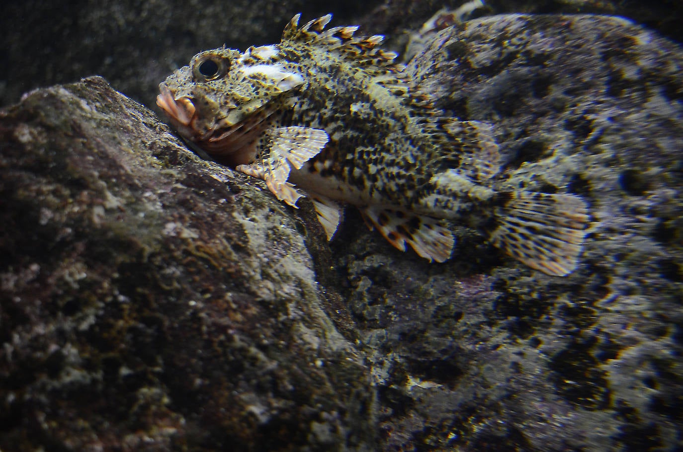 Ya han pasado 14 años de aquel 9 de junio en el que el Acuario de Gijón abrió sus puertas por primera vez. Desde entonces se ha convertido en uno de los puntos turísticos preferidos para pequeños y mayores en el que se puede observar la vida subacuática y disfrutar de su biodiversidad, con las más de 400 especies que alberga el centro. Además, a lo largo de estos años, el Acuario de Gijón también ha trabajado para divulgar investigaciones y concienciar sobre la importancia de cuidar el medio ambiente y, en especial, los océanos. 