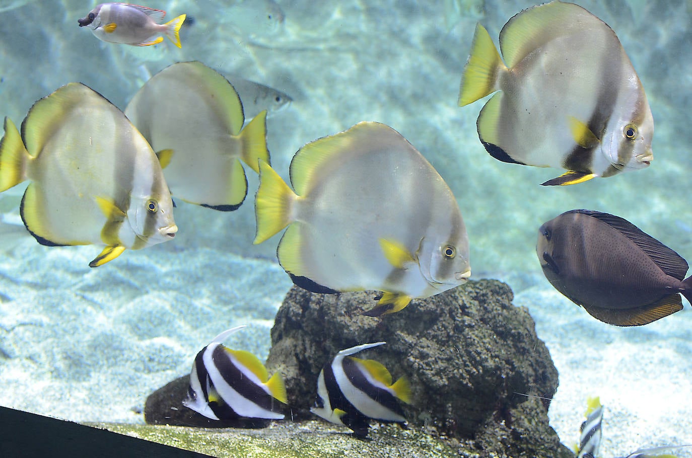 Ya han pasado 14 años de aquel 9 de junio en el que el Acuario de Gijón abrió sus puertas por primera vez. Desde entonces se ha convertido en uno de los puntos turísticos preferidos para pequeños y mayores en el que se puede observar la vida subacuática y disfrutar de su biodiversidad, con las más de 400 especies que alberga el centro. Además, a lo largo de estos años, el Acuario de Gijón también ha trabajado para divulgar investigaciones y concienciar sobre la importancia de cuidar el medio ambiente y, en especial, los océanos. 