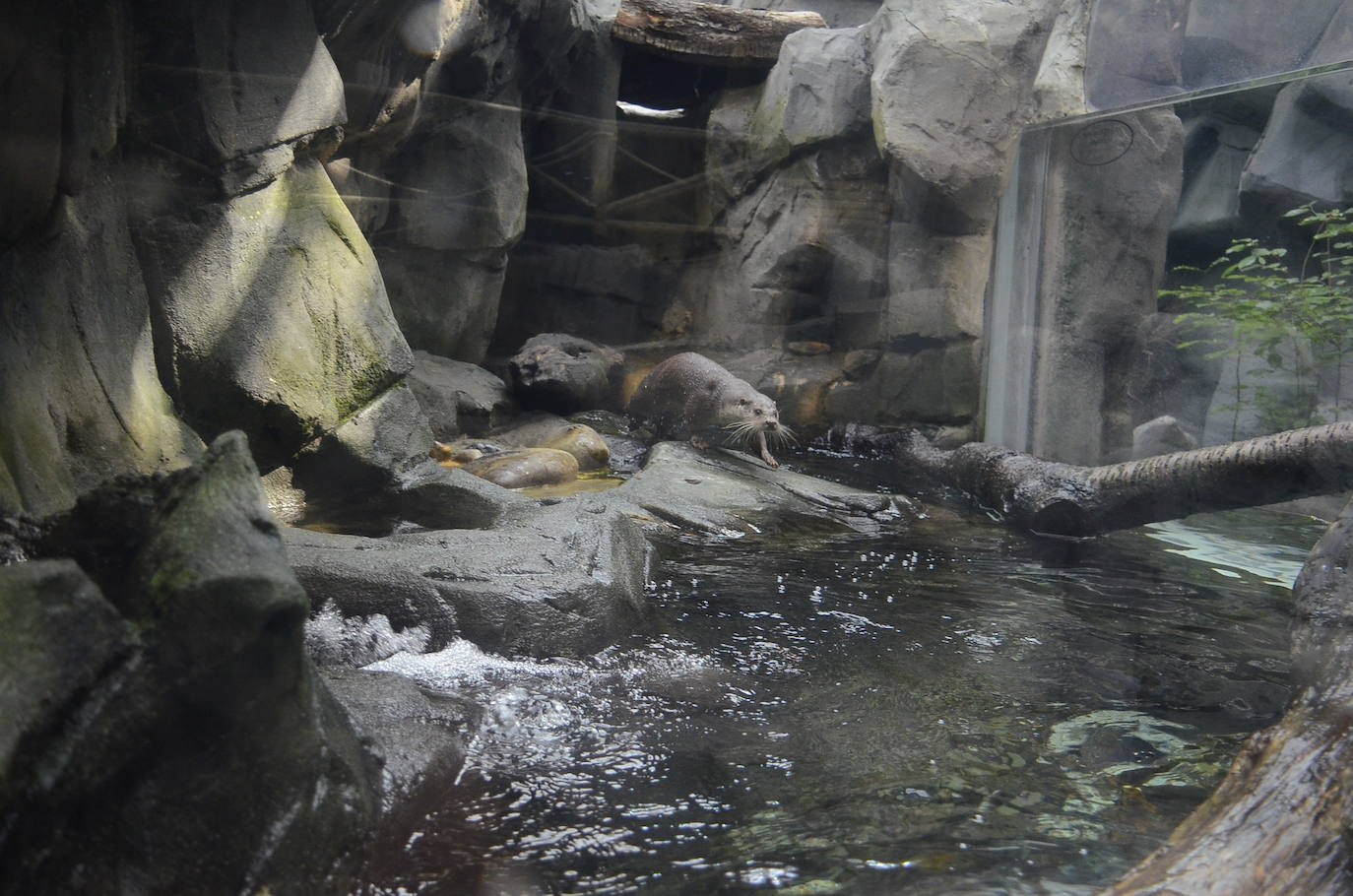 Ya han pasado 14 años de aquel 9 de junio en el que el Acuario de Gijón abrió sus puertas por primera vez. Desde entonces se ha convertido en uno de los puntos turísticos preferidos para pequeños y mayores en el que se puede observar la vida subacuática y disfrutar de su biodiversidad, con las más de 400 especies que alberga el centro. Además, a lo largo de estos años, el Acuario de Gijón también ha trabajado para divulgar investigaciones y concienciar sobre la importancia de cuidar el medio ambiente y, en especial, los océanos. 