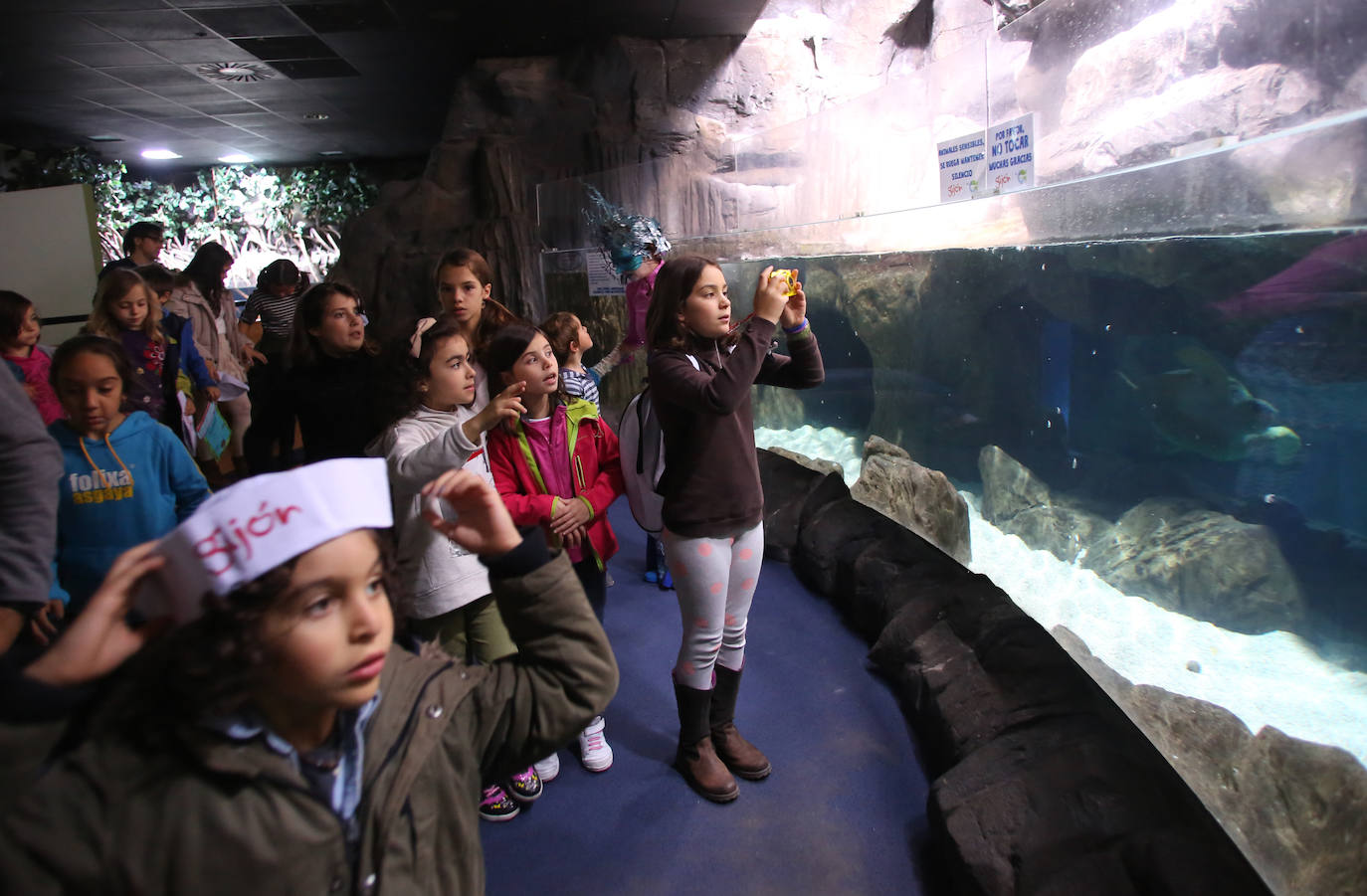 Ya han pasado 14 años de aquel 9 de junio en el que el Acuario de Gijón abrió sus puertas por primera vez. Desde entonces se ha convertido en uno de los puntos turísticos preferidos para pequeños y mayores en el que se puede observar la vida subacuática y disfrutar de su biodiversidad, con las más de 400 especies que alberga el centro. Además, a lo largo de estos años, el Acuario de Gijón también ha trabajado para divulgar investigaciones y concienciar sobre la importancia de cuidar el medio ambiente y, en especial, los océanos. 