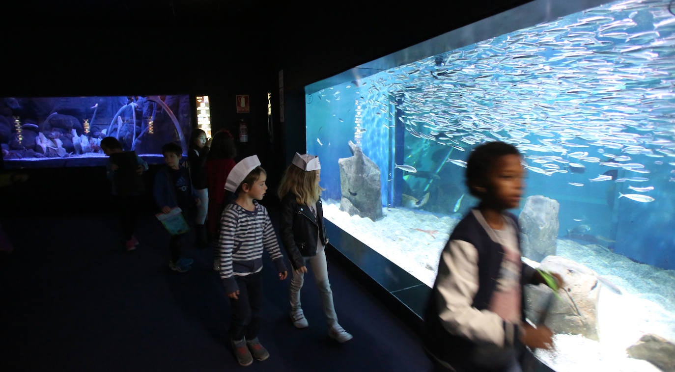 Ya han pasado 14 años de aquel 9 de junio en el que el Acuario de Gijón abrió sus puertas por primera vez. Desde entonces se ha convertido en uno de los puntos turísticos preferidos para pequeños y mayores en el que se puede observar la vida subacuática y disfrutar de su biodiversidad, con las más de 400 especies que alberga el centro. Además, a lo largo de estos años, el Acuario de Gijón también ha trabajado para divulgar investigaciones y concienciar sobre la importancia de cuidar el medio ambiente y, en especial, los océanos. 