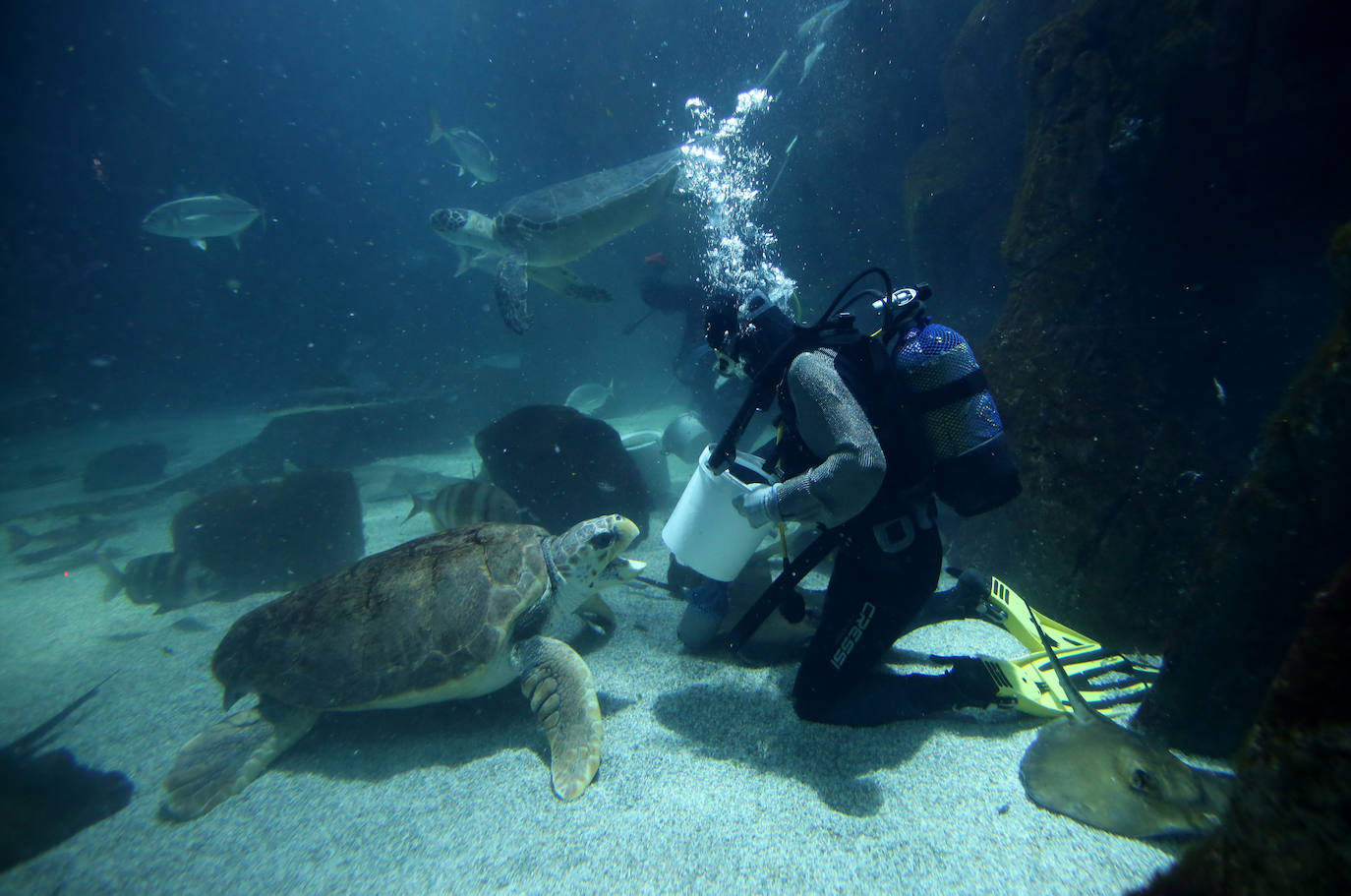 Ya han pasado 14 años de aquel 9 de junio en el que el Acuario de Gijón abrió sus puertas por primera vez. Desde entonces se ha convertido en uno de los puntos turísticos preferidos para pequeños y mayores en el que se puede observar la vida subacuática y disfrutar de su biodiversidad, con las más de 400 especies que alberga el centro. Además, a lo largo de estos años, el Acuario de Gijón también ha trabajado para divulgar investigaciones y concienciar sobre la importancia de cuidar el medio ambiente y, en especial, los océanos. 