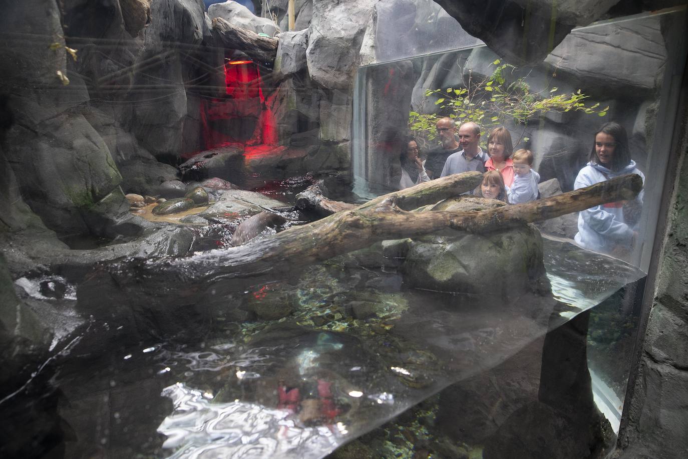 Ya han pasado 14 años de aquel 9 de junio en el que el Acuario de Gijón abrió sus puertas por primera vez. Desde entonces se ha convertido en uno de los puntos turísticos preferidos para pequeños y mayores en el que se puede observar la vida subacuática y disfrutar de su biodiversidad, con las más de 400 especies que alberga el centro. Además, a lo largo de estos años, el Acuario de Gijón también ha trabajado para divulgar investigaciones y concienciar sobre la importancia de cuidar el medio ambiente y, en especial, los océanos. 