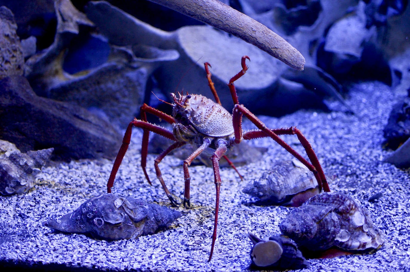 Ya han pasado 14 años de aquel 9 de junio en el que el Acuario de Gijón abrió sus puertas por primera vez. Desde entonces se ha convertido en uno de los puntos turísticos preferidos para pequeños y mayores en el que se puede observar la vida subacuática y disfrutar de su biodiversidad, con las más de 400 especies que alberga el centro. Además, a lo largo de estos años, el Acuario de Gijón también ha trabajado para divulgar investigaciones y concienciar sobre la importancia de cuidar el medio ambiente y, en especial, los océanos. 