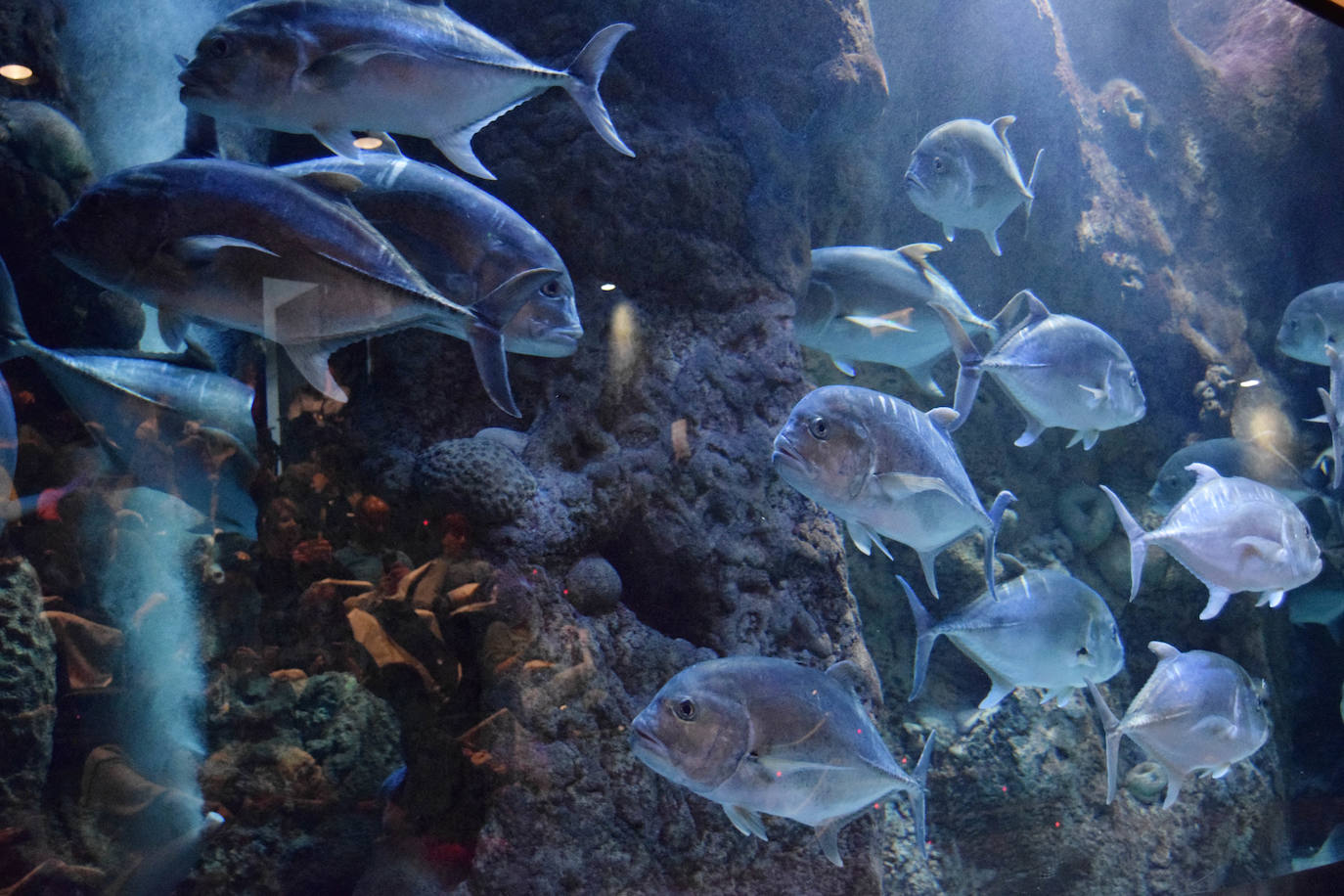 Ya han pasado 14 años de aquel 9 de junio en el que el Acuario de Gijón abrió sus puertas por primera vez. Desde entonces se ha convertido en uno de los puntos turísticos preferidos para pequeños y mayores en el que se puede observar la vida subacuática y disfrutar de su biodiversidad, con las más de 400 especies que alberga el centro. Además, a lo largo de estos años, el Acuario de Gijón también ha trabajado para divulgar investigaciones y concienciar sobre la importancia de cuidar el medio ambiente y, en especial, los océanos. 