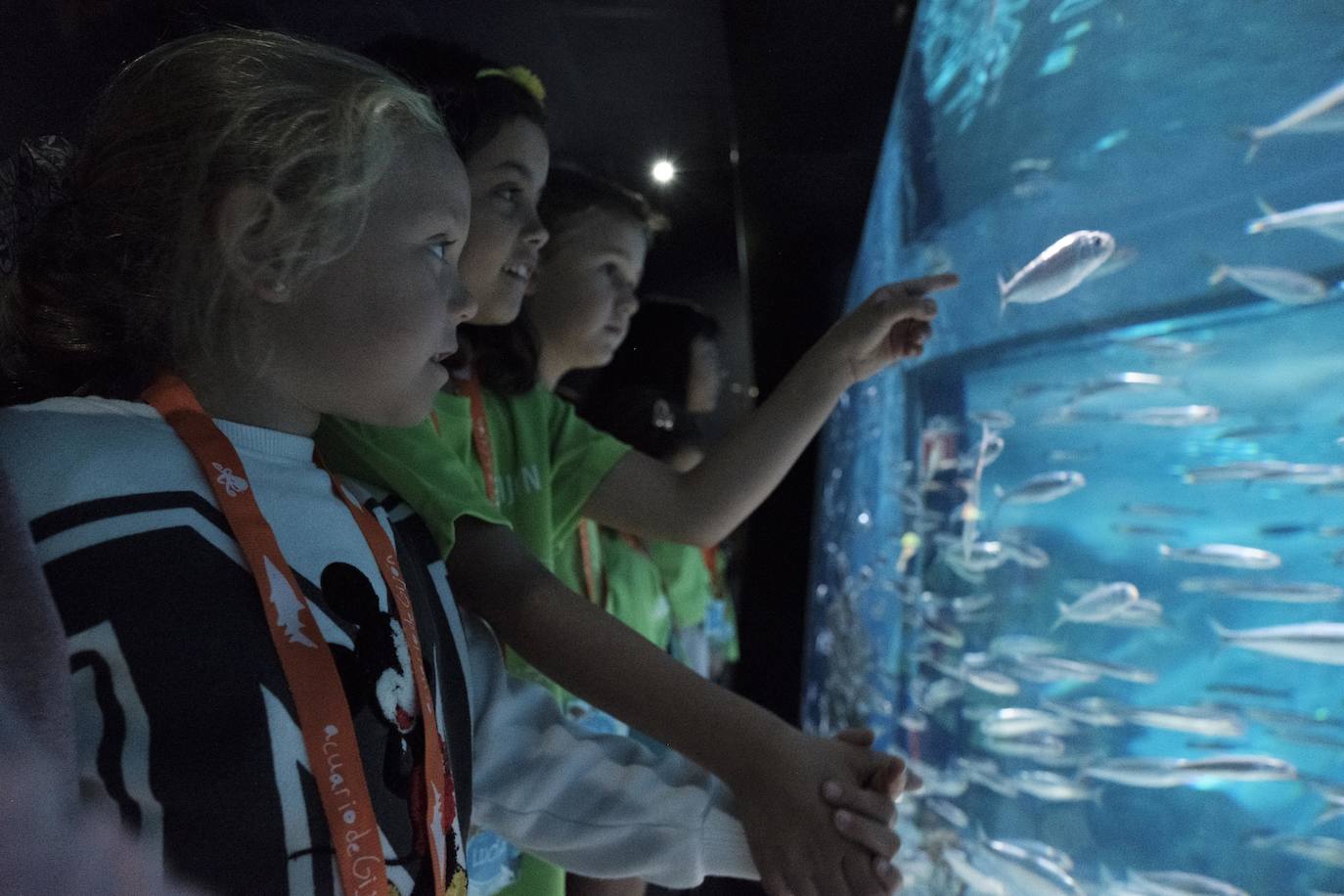 Ya han pasado 14 años de aquel 9 de junio en el que el Acuario de Gijón abrió sus puertas por primera vez. Desde entonces se ha convertido en uno de los puntos turísticos preferidos para pequeños y mayores en el que se puede observar la vida subacuática y disfrutar de su biodiversidad, con las más de 400 especies que alberga el centro. Además, a lo largo de estos años, el Acuario de Gijón también ha trabajado para divulgar investigaciones y concienciar sobre la importancia de cuidar el medio ambiente y, en especial, los océanos. 