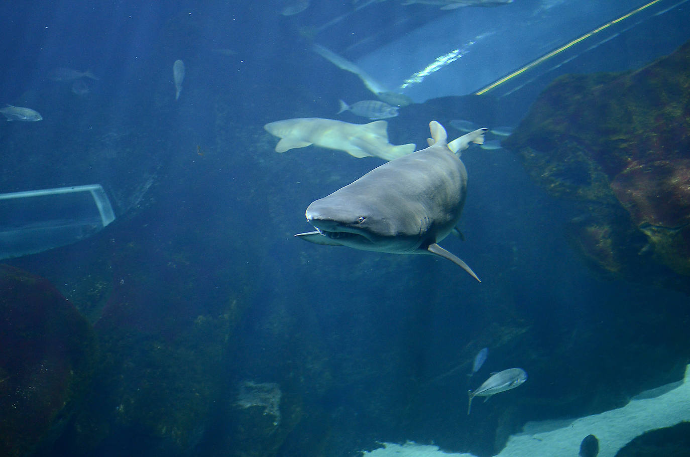 Ya han pasado 14 años de aquel 9 de junio en el que el Acuario de Gijón abrió sus puertas por primera vez. Desde entonces se ha convertido en uno de los puntos turísticos preferidos para pequeños y mayores en el que se puede observar la vida subacuática y disfrutar de su biodiversidad, con las más de 400 especies que alberga el centro. Además, a lo largo de estos años, el Acuario de Gijón también ha trabajado para divulgar investigaciones y concienciar sobre la importancia de cuidar el medio ambiente y, en especial, los océanos. 