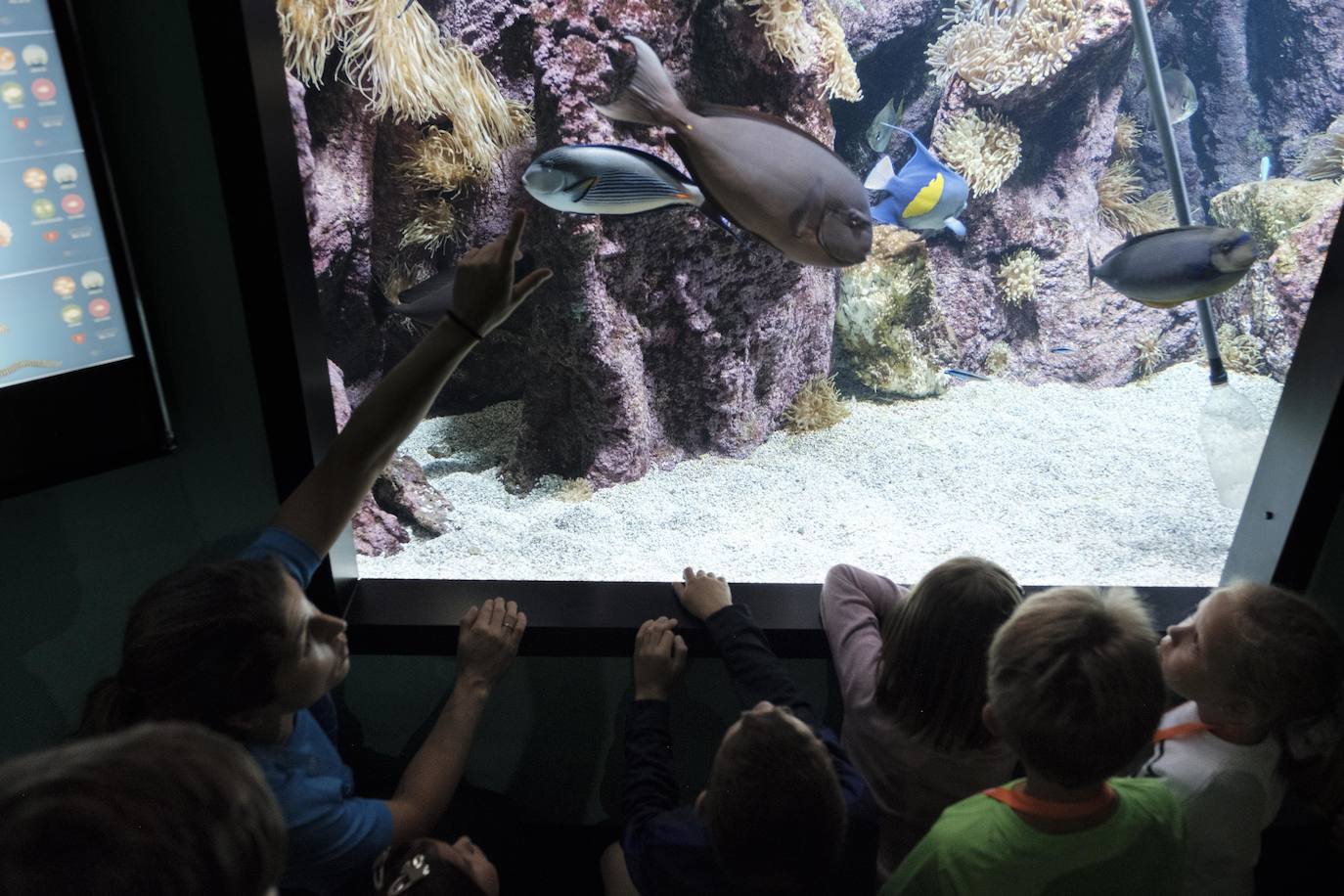 Ya han pasado 14 años de aquel 9 de junio en el que el Acuario de Gijón abrió sus puertas por primera vez. Desde entonces se ha convertido en uno de los puntos turísticos preferidos para pequeños y mayores en el que se puede observar la vida subacuática y disfrutar de su biodiversidad, con las más de 400 especies que alberga el centro. Además, a lo largo de estos años, el Acuario de Gijón también ha trabajado para divulgar investigaciones y concienciar sobre la importancia de cuidar el medio ambiente y, en especial, los océanos. 