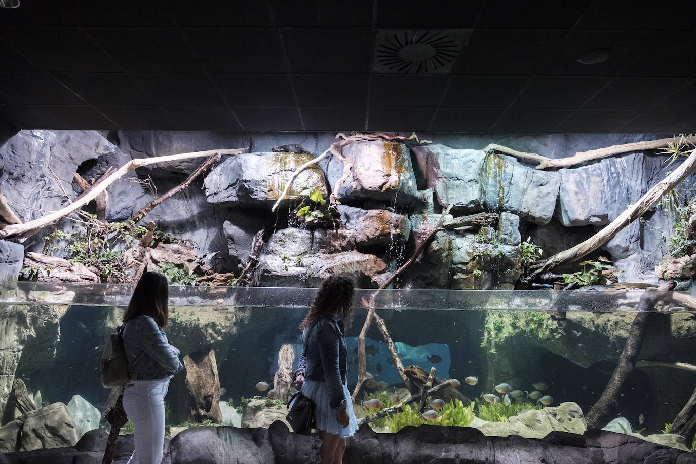 Ya han pasado 14 años de aquel 9 de junio en el que el Acuario de Gijón abrió sus puertas por primera vez. Desde entonces se ha convertido en uno de los puntos turísticos preferidos para pequeños y mayores en el que se puede observar la vida subacuática y disfrutar de su biodiversidad, con las más de 400 especies que alberga el centro. Además, a lo largo de estos años, el Acuario de Gijón también ha trabajado para divulgar investigaciones y concienciar sobre la importancia de cuidar el medio ambiente y, en especial, los océanos. 