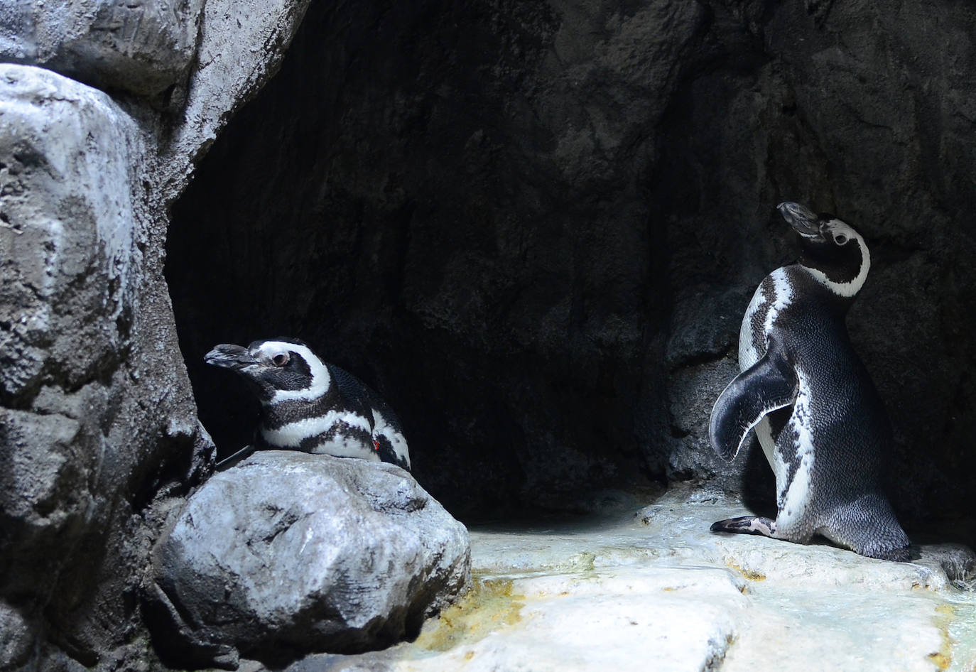 Ya han pasado 14 años de aquel 9 de junio en el que el Acuario de Gijón abrió sus puertas por primera vez. Desde entonces se ha convertido en uno de los puntos turísticos preferidos para pequeños y mayores en el que se puede observar la vida subacuática y disfrutar de su biodiversidad, con las más de 400 especies que alberga el centro. Además, a lo largo de estos años, el Acuario de Gijón también ha trabajado para divulgar investigaciones y concienciar sobre la importancia de cuidar el medio ambiente y, en especial, los océanos. 