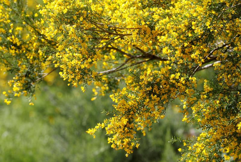 El Parque Natural de Somiedo con su paisajes, fauna y flora, hace de este rincón asturiano un lugar privilegiado para el esparcimiento. La orografía oscila desde los 400 metros a los casi 2.200, con lagos, Saliencia y del Valle, y teitos, construcciones que utilizaban los vaqueiros de alzada realizadas con techumbre de escoba.