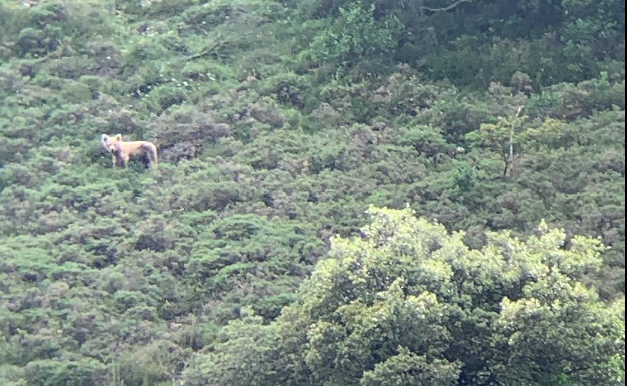 Clarita mira a la cámara, en las proximidades de una vivienda en Pola de Somiedo.