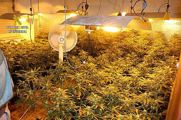 Varias de las plantas incautadas en el cultivo bajo techo en Carreño. 