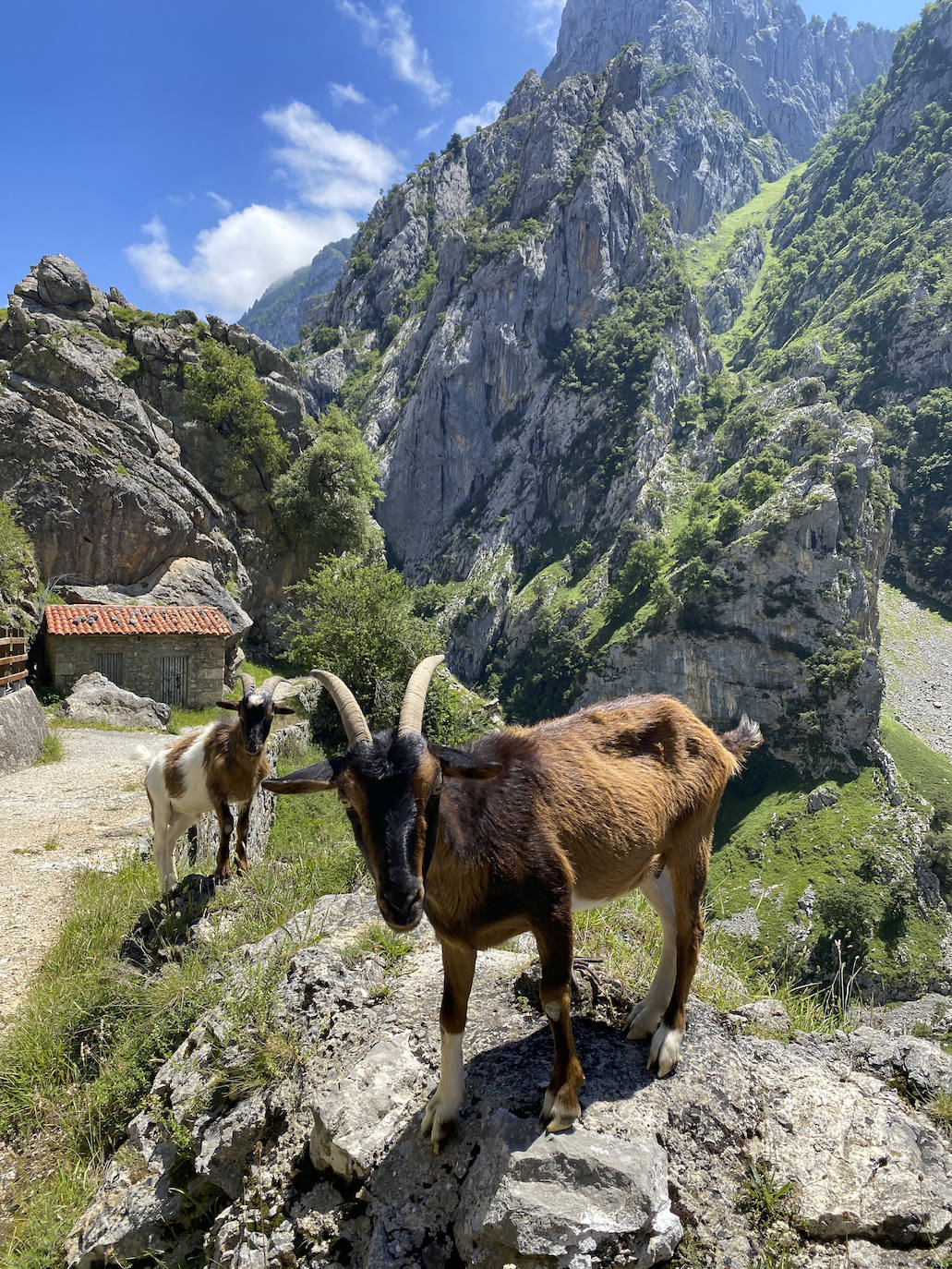 Los aficionados al senderismo han estrenado el verano y la nueva normalidad con un espléndido día para adentrarse en la montaña. El Urriellu, en los Picos de Europa, ha sido el telón de fondo mara muchos de los amantes de este deporte que ha acudido a realizar la popular Ruta del Cares. Poco a poco, el sendero va recuperando su afluencia habitual. 