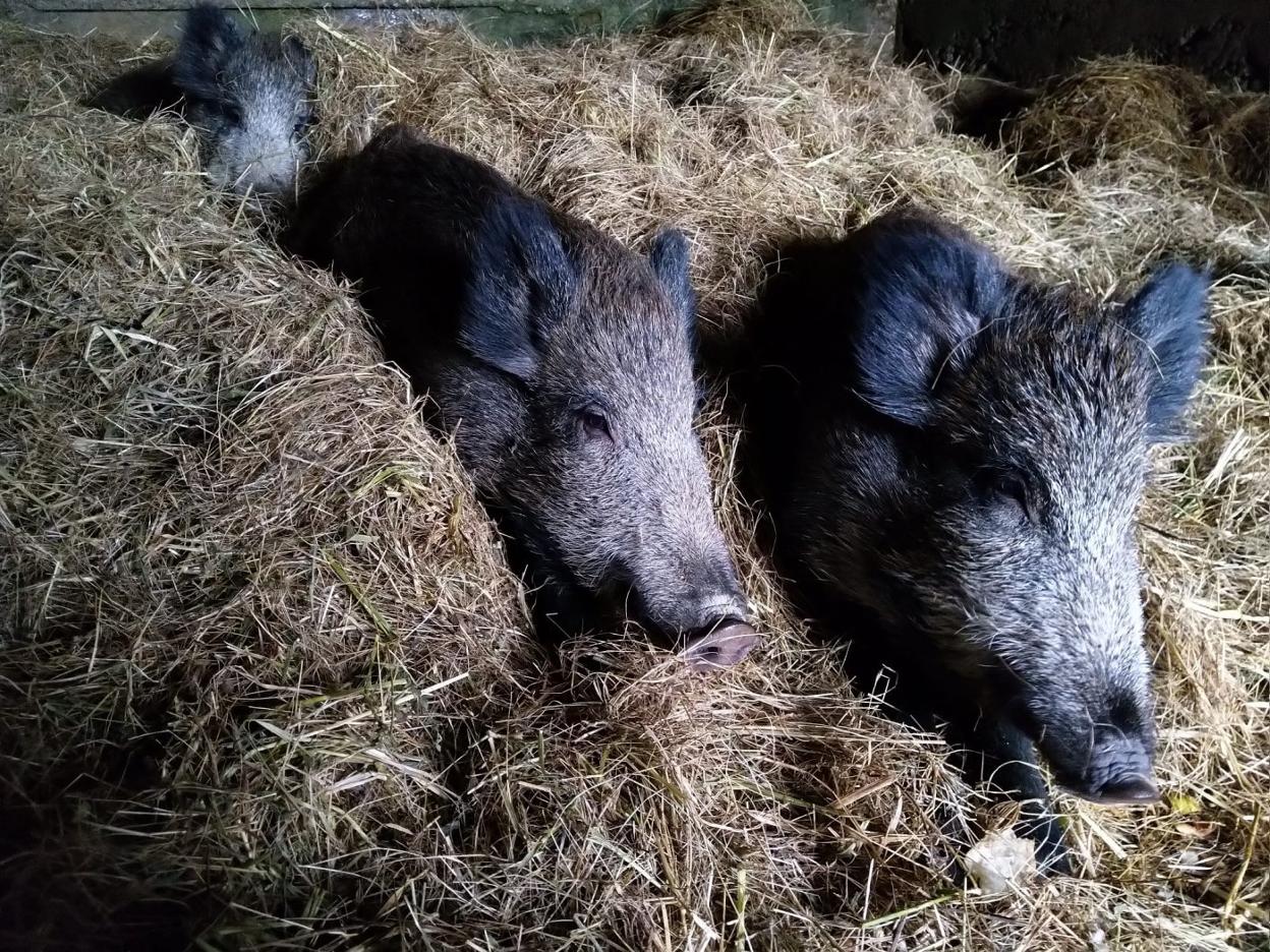 Una imagen de los tres ejemplares capturados, en la finca de la protectora. 