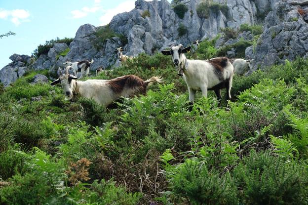 Reciella entre matorral en la zona de la majada de Gumartini, en la Montaña de Covadonga. 