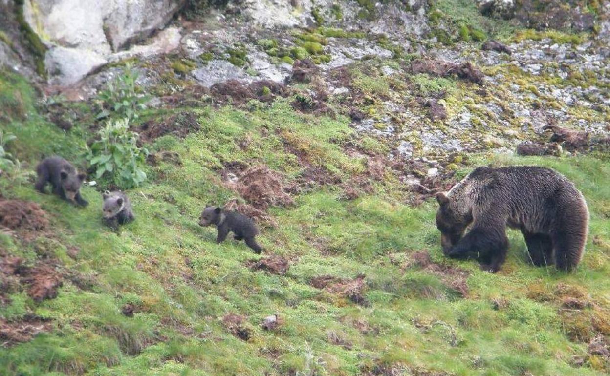 La Fundación Oso Pardo alerta contra los peligros de la 'basuraleza'