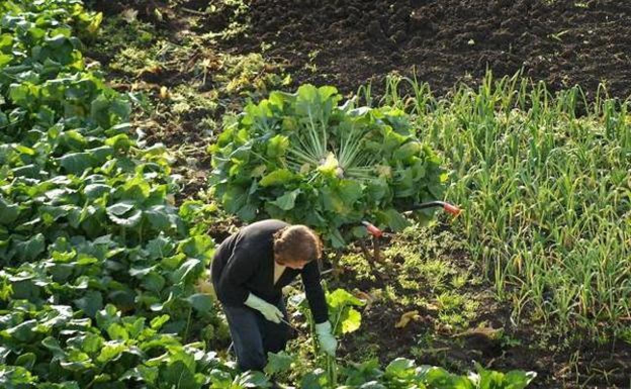 El Principado aprueba ayudas para las organizaciones agrarias