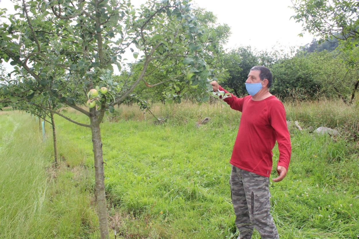 Maximino Miyar señala la altura que llegan a alcanzar los jabalíes para comer las manzanas. 