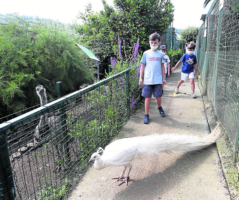 Un pavo real se pasea ante la atenta mirada de unos niños. álex piña