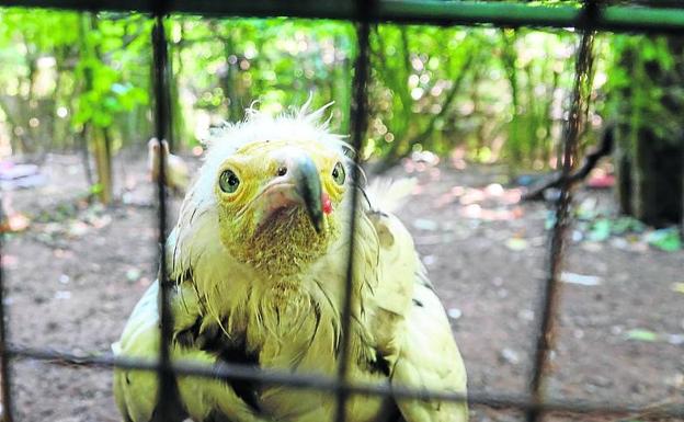 Un alimoche en el zoo La Grandera. xuan cueto